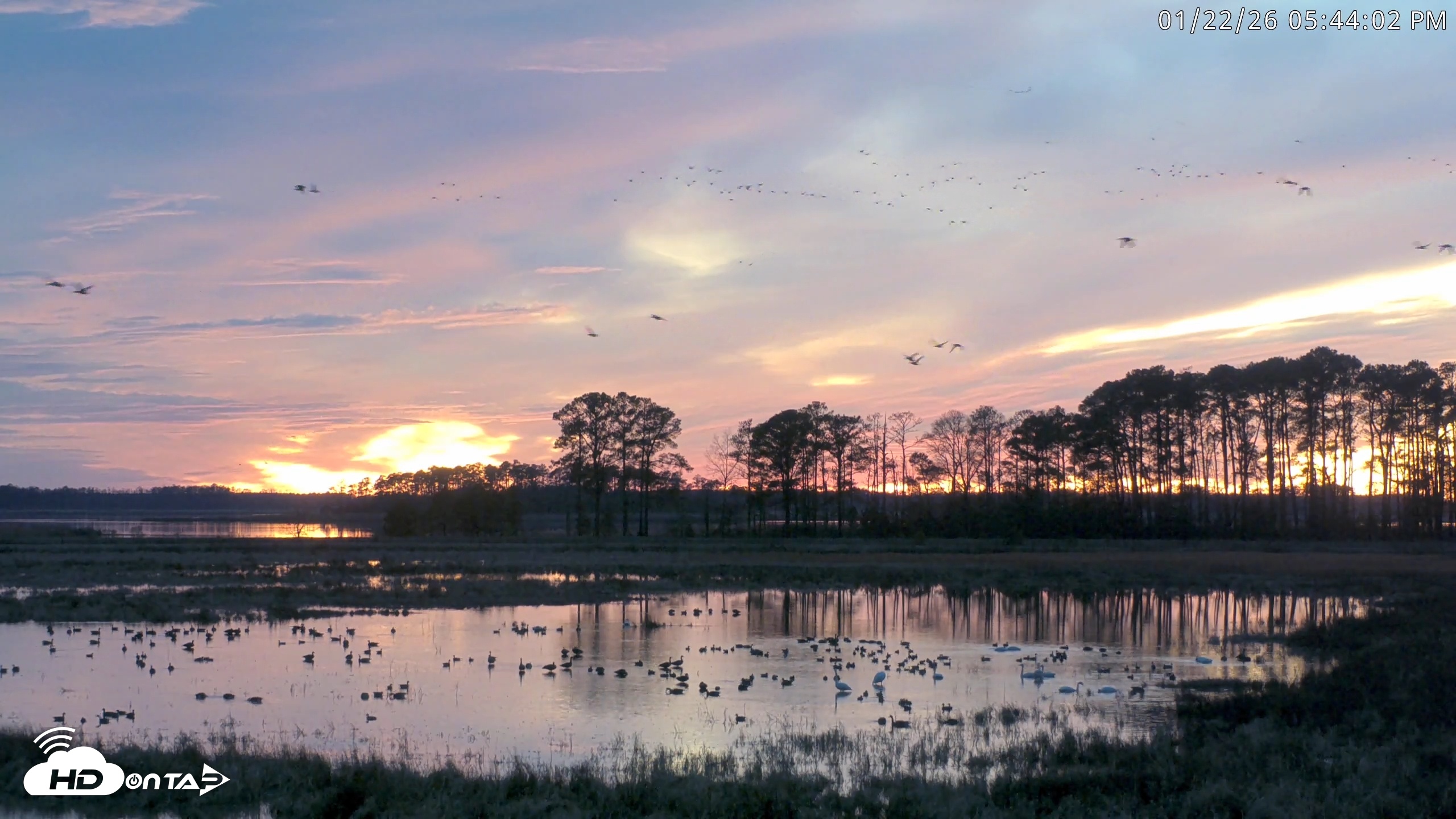 Snapshot of Blackwater Wildlife Refuge Waterfowl Live Webcam taken Jan 22, 2026, 5:46pm EST