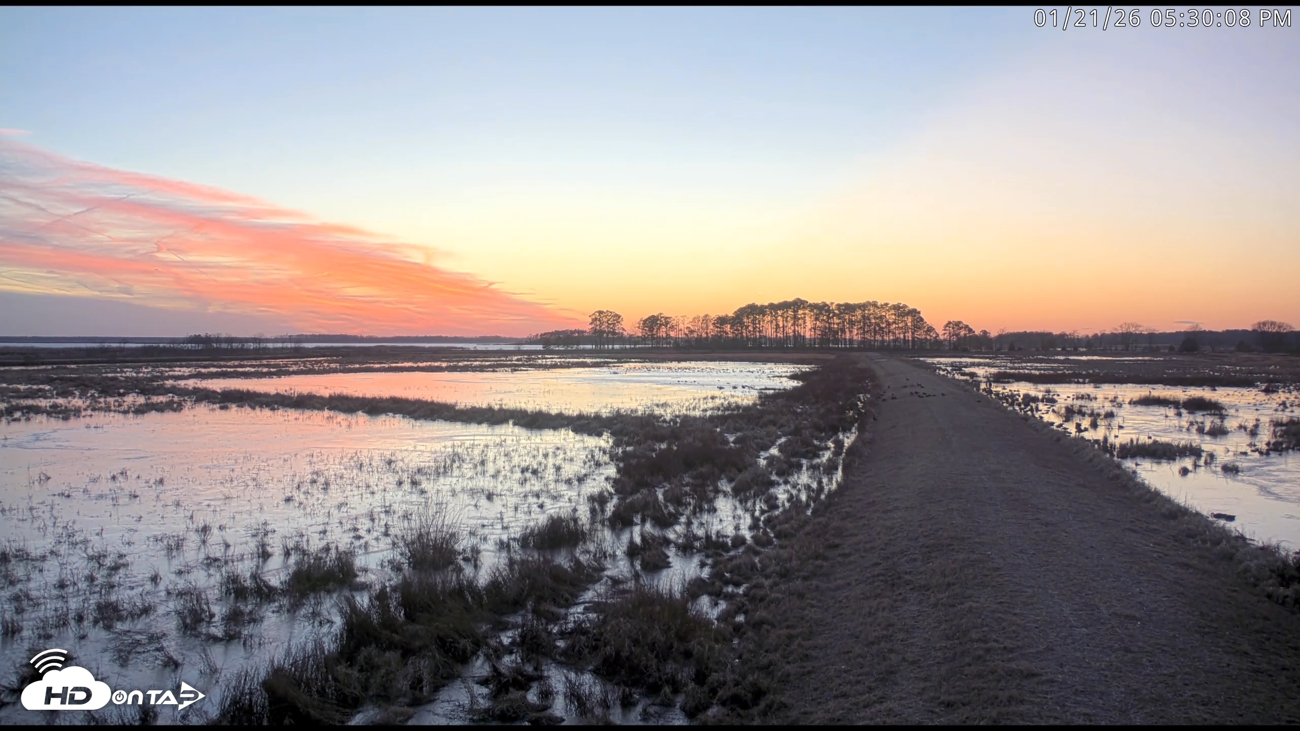 Snapshot of Blackwater Wildlife Refuge Waterfowl Live Webcam taken Jan 21, 2026, 5:30pm EST