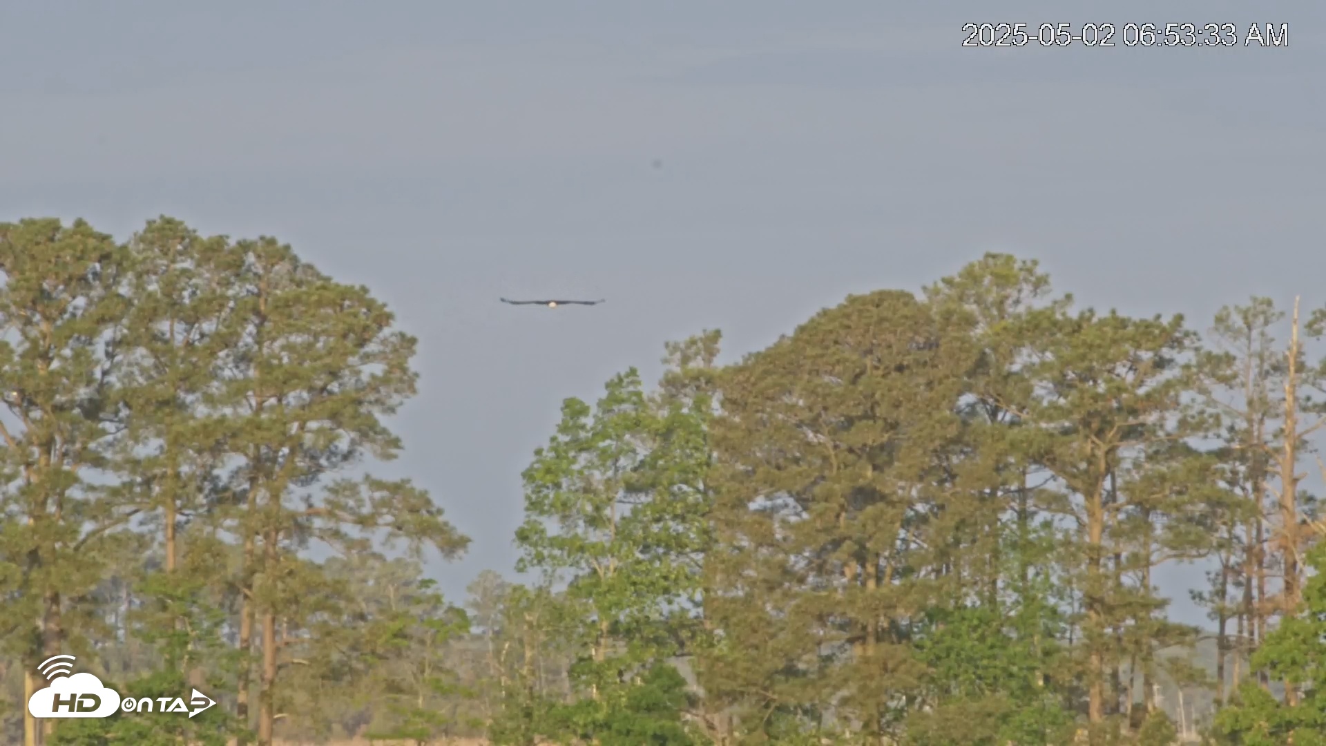 Snapshot of Blackwater Wildlife Refuge Waterfowl Live Webcam taken May 2, 2025, 6:54am EDT