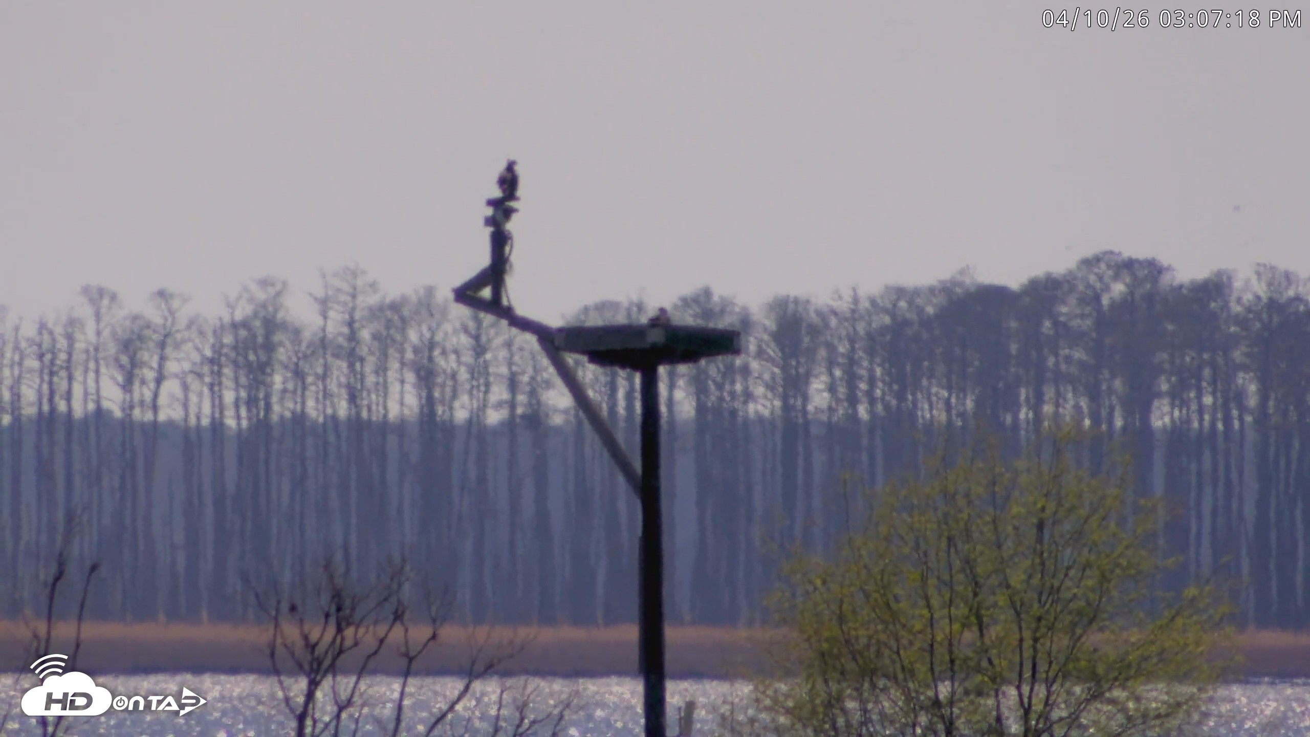 Snapshot of Blackwater Wildlife Refuge Waterfowl Live Webcam taken Apr 10, 2026, 3:08pm EDT