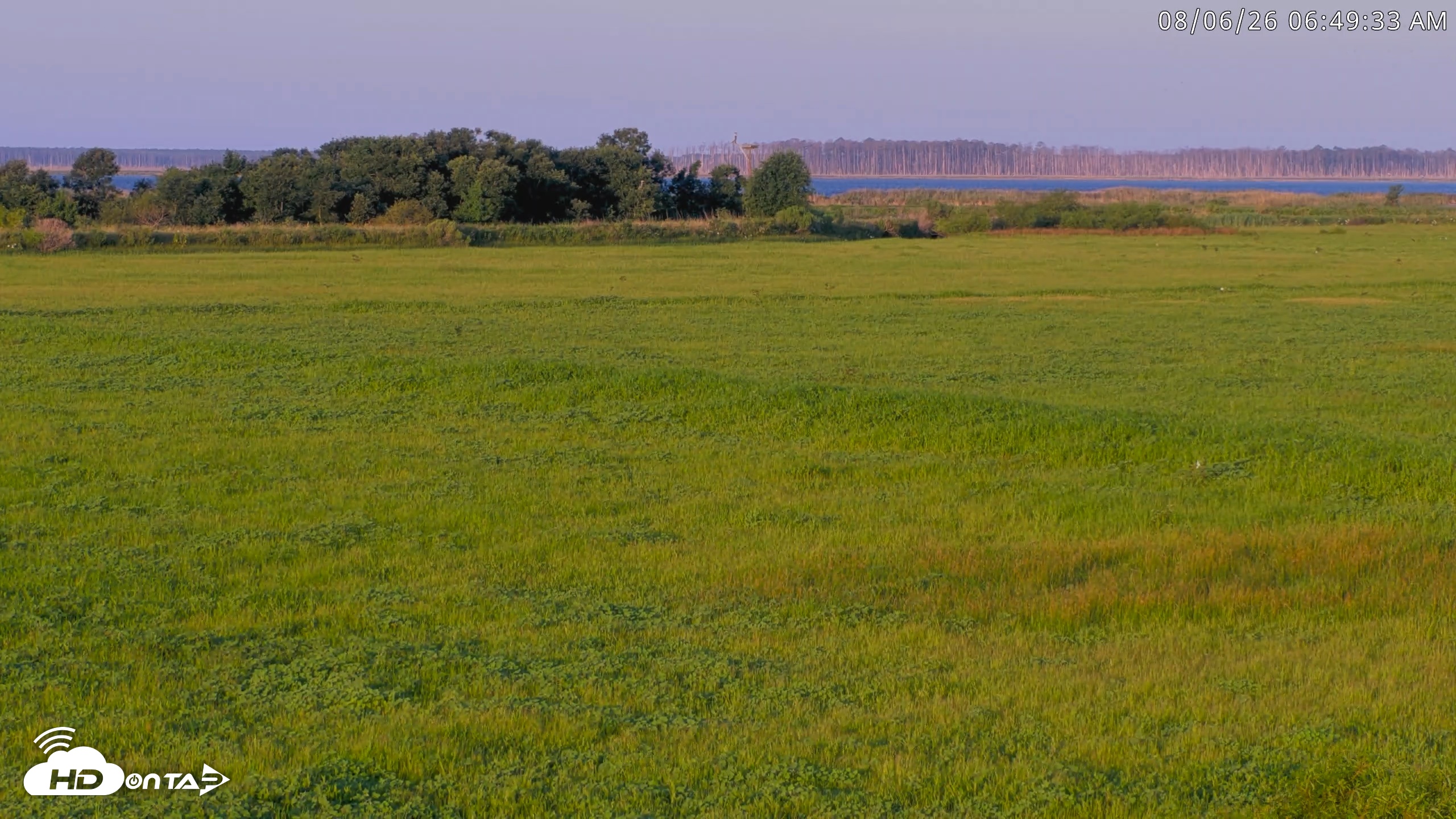 Snapshot of Blackwater Wildlife Refuge Waterfowl Live Webcam taken Aug 6, 2026, 6:50am EDT