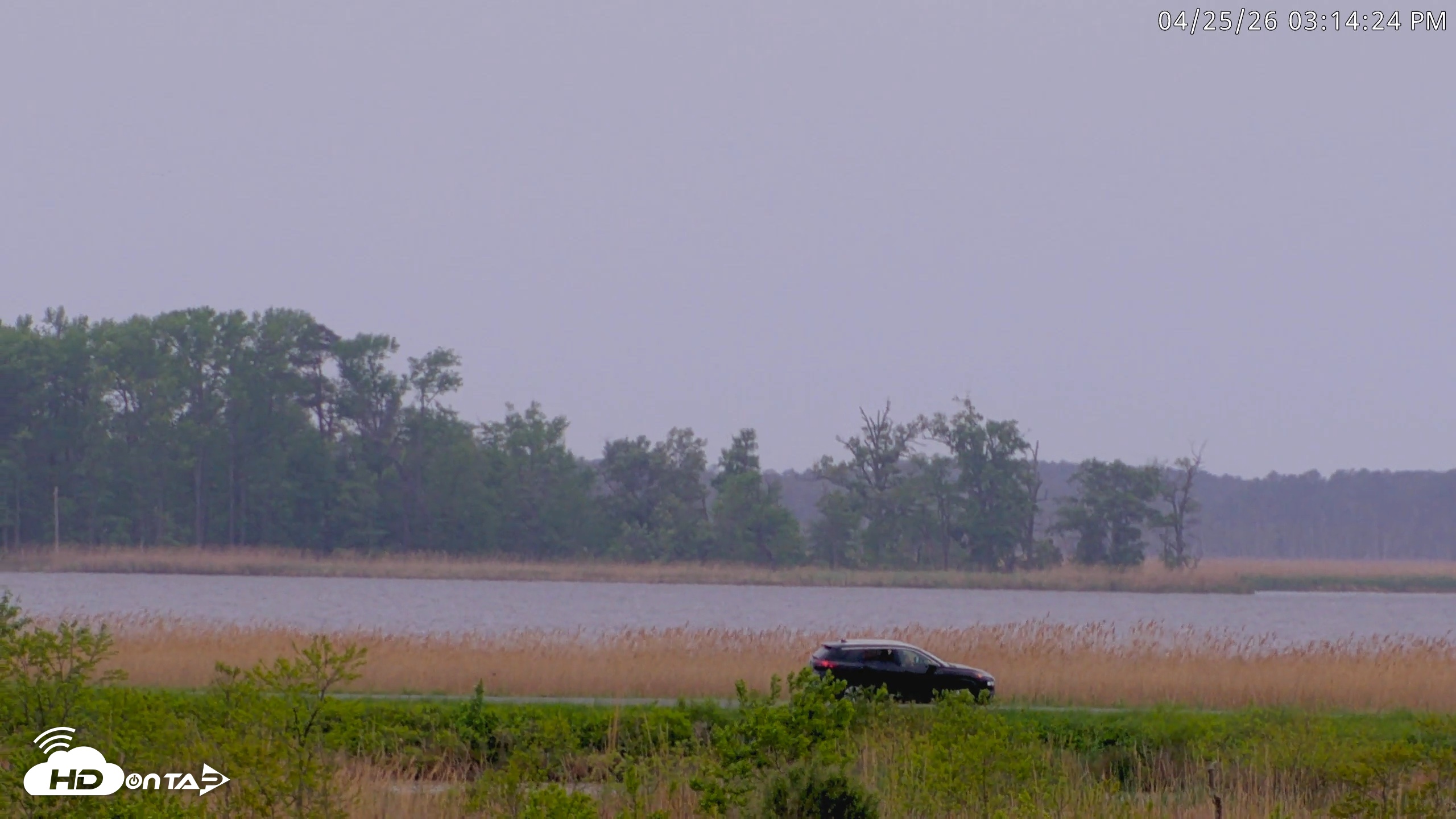 Snapshot of Blackwater Wildlife Refuge Waterfowl Live Webcam taken Apr 25, 2026, 3:14pm EDT