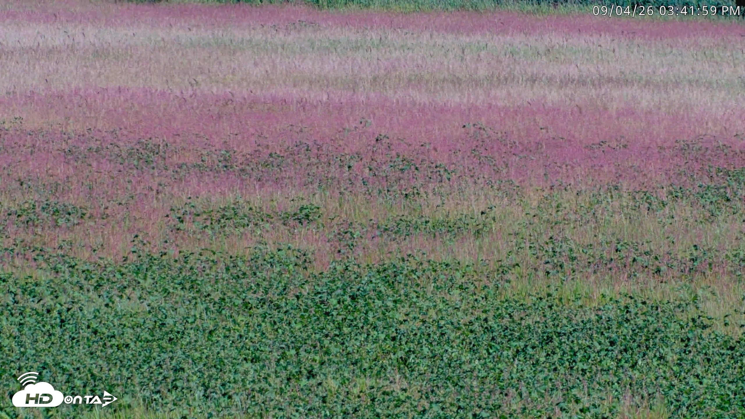 Snapshot of Blackwater Wildlife Refuge Waterfowl Live Webcam taken Sep 4, 2026, 3:42pm EDT