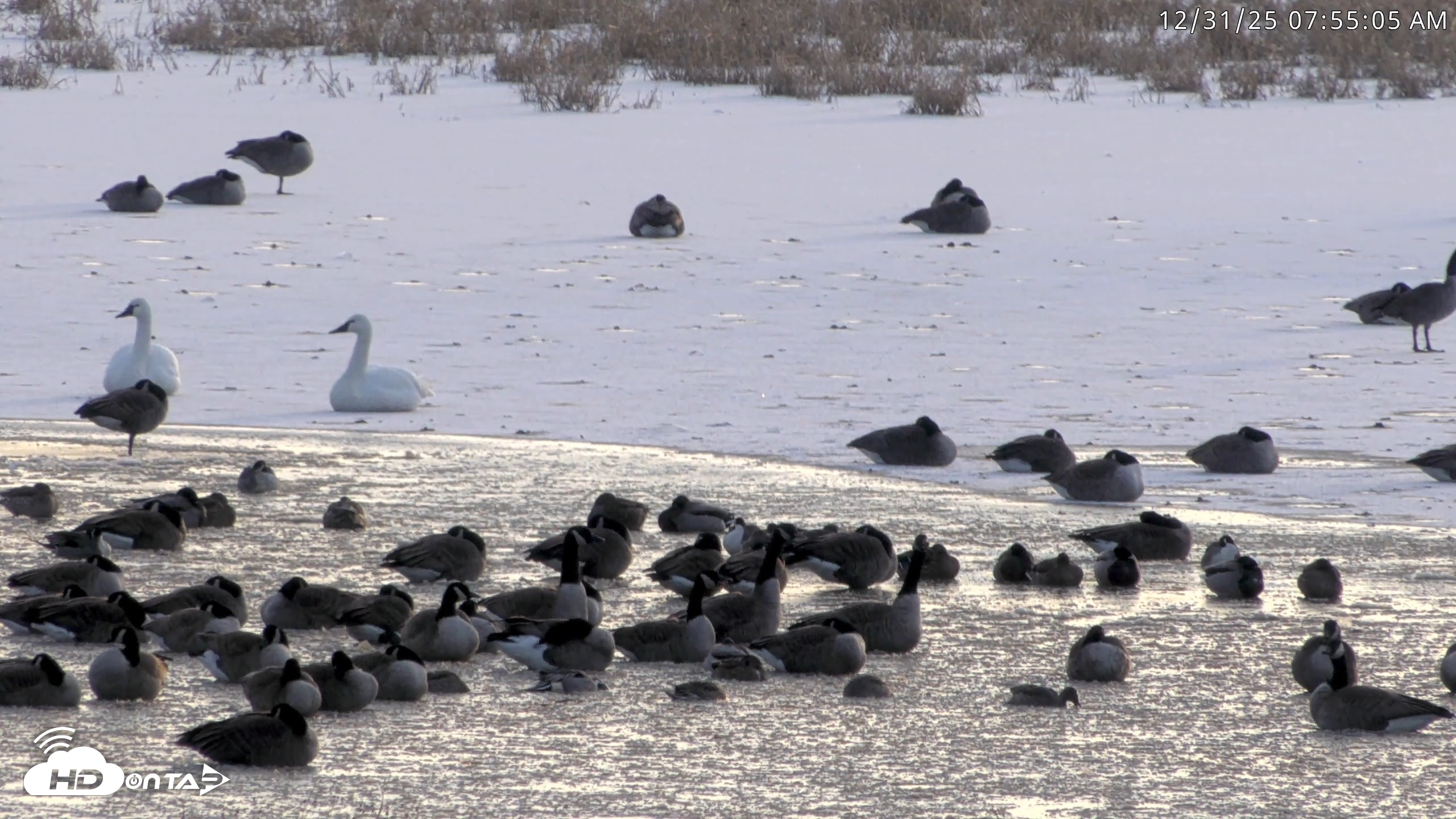 Snapshot of Blackwater Wildlife Refuge Waterfowl Live Webcam taken Dec 31, 2025, 7:52am EST