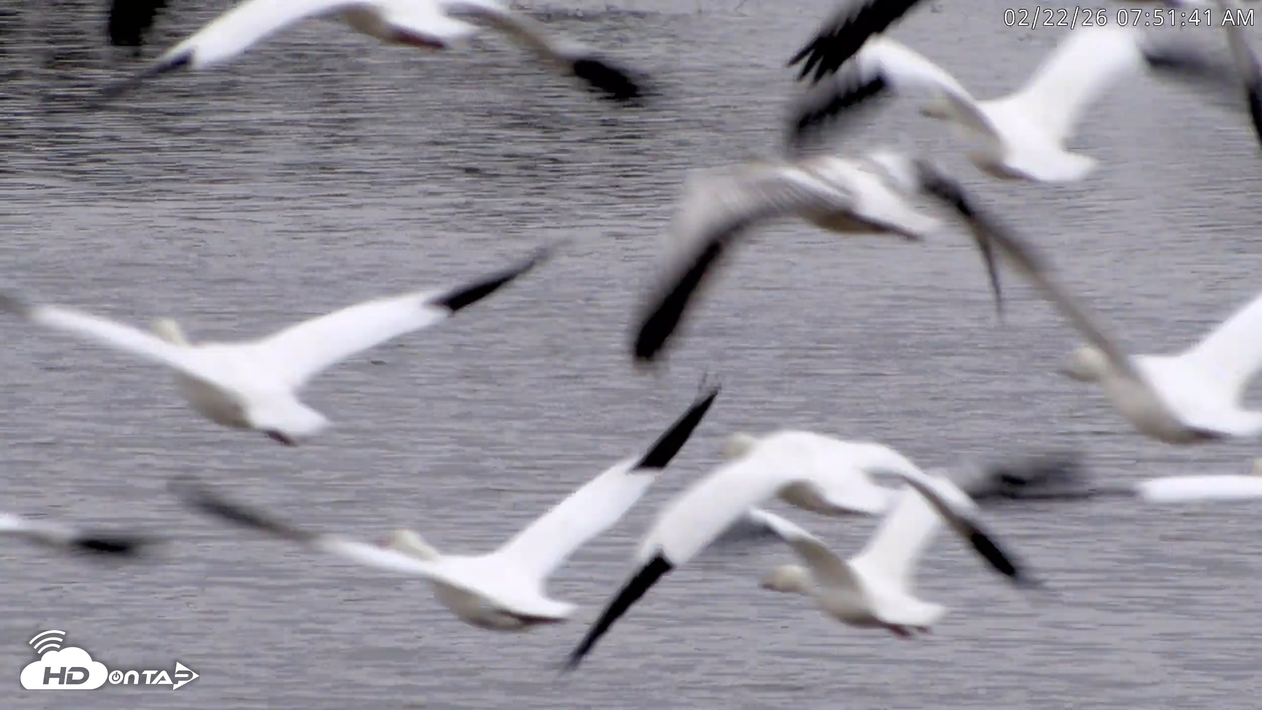 Snapshot of Blackwater Wildlife Refuge Waterfowl Live Webcam taken Feb 22, 2026, 7:52am EST