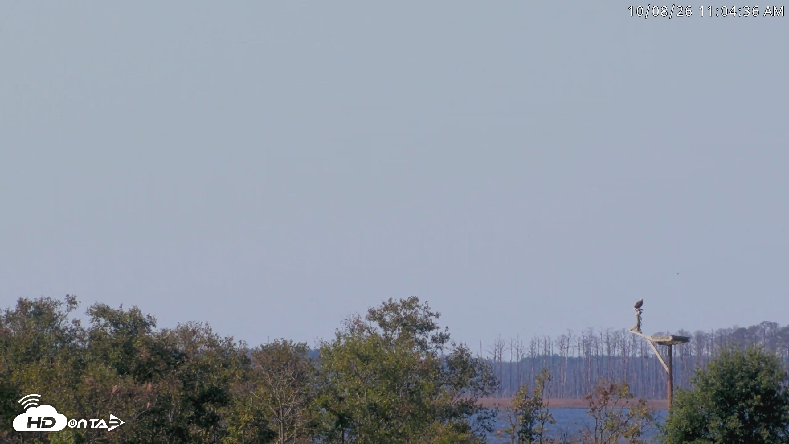 Snapshot of Blackwater Wildlife Refuge Waterfowl Live Webcam taken Oct 8, 2026, 11:05am EDT