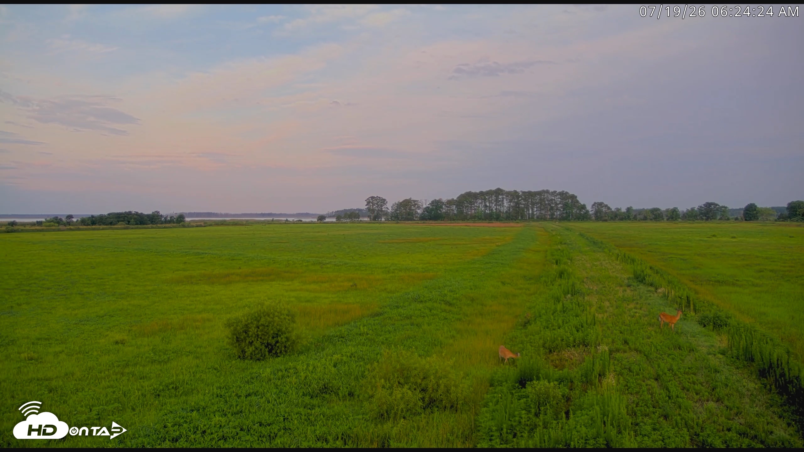 Snapshot of Blackwater Wildlife Refuge Waterfowl Live Webcam taken Jul 19, 2026, 6:25am EDT