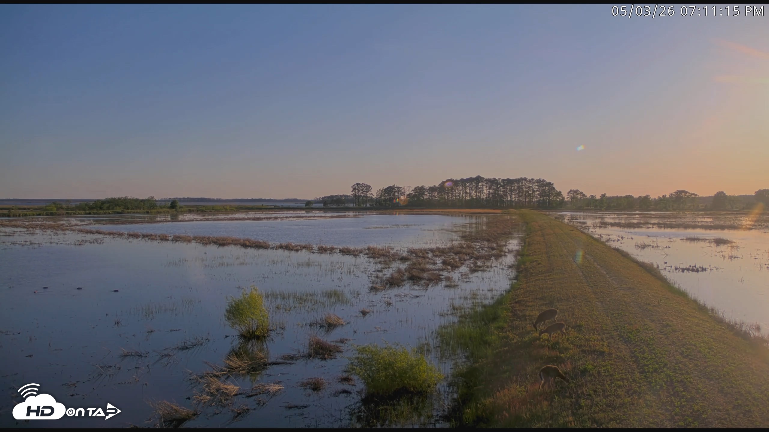 Snapshot of Blackwater Wildlife Refuge Waterfowl Live Webcam taken May 3, 2026, 7:12pm EDT
