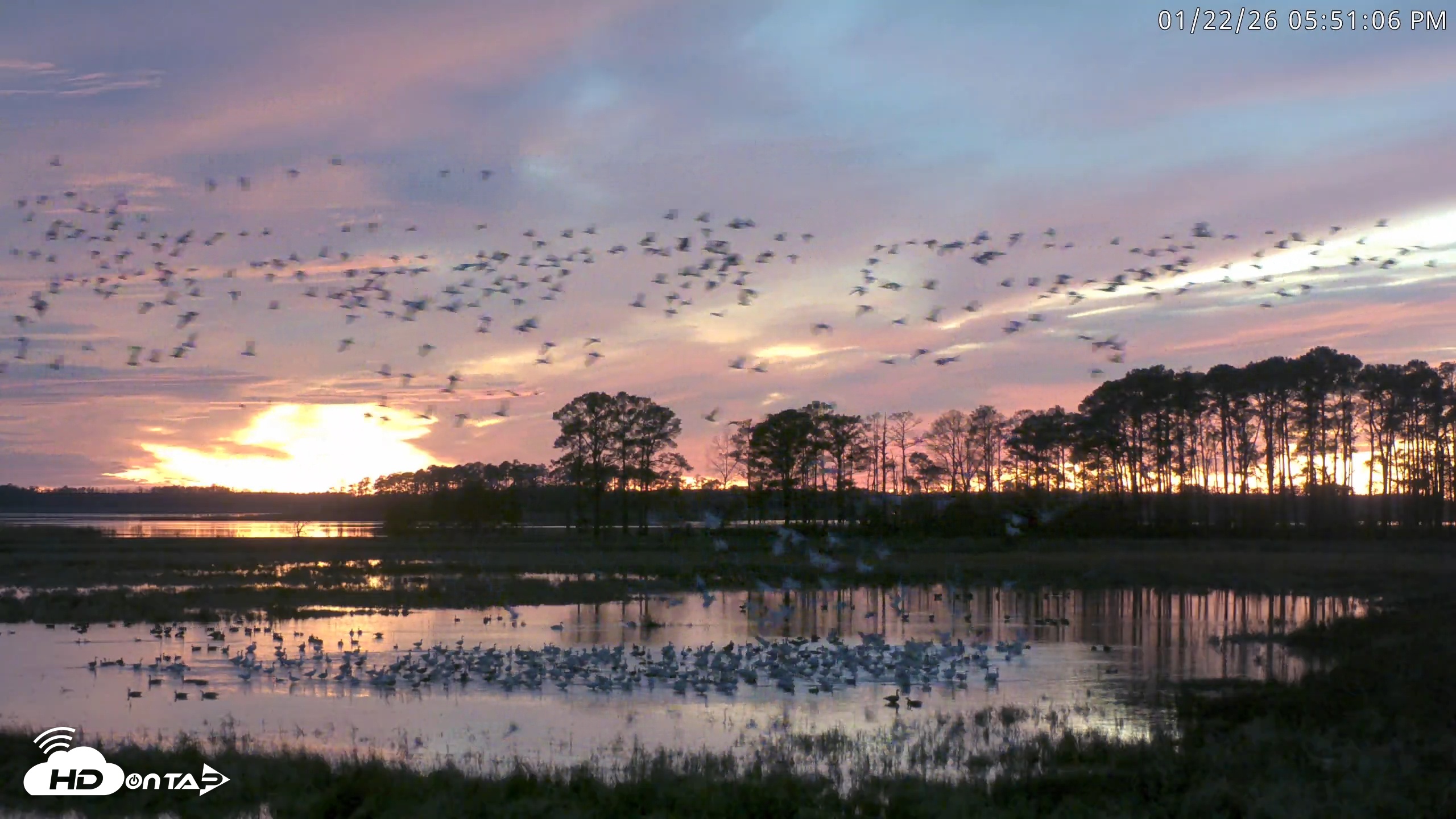 Snapshot of Blackwater Wildlife Refuge Waterfowl Live Webcam taken Jan 22, 2026, 5:51pm EST