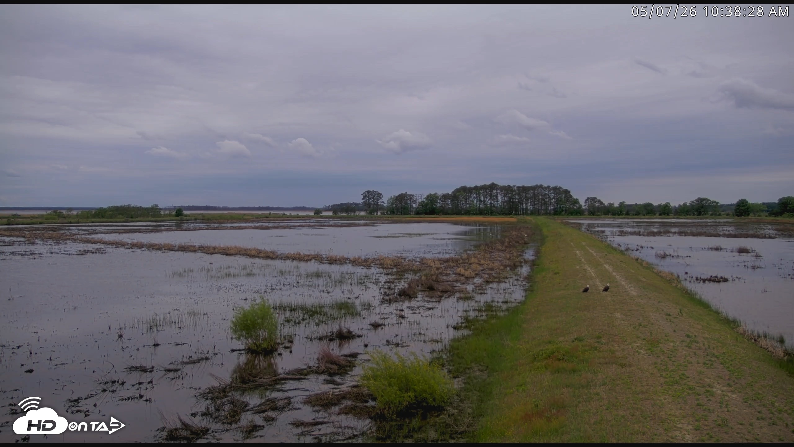 Snapshot of Blackwater Wildlife Refuge Waterfowl Live Webcam taken May 7, 2026, 10:39am EDT