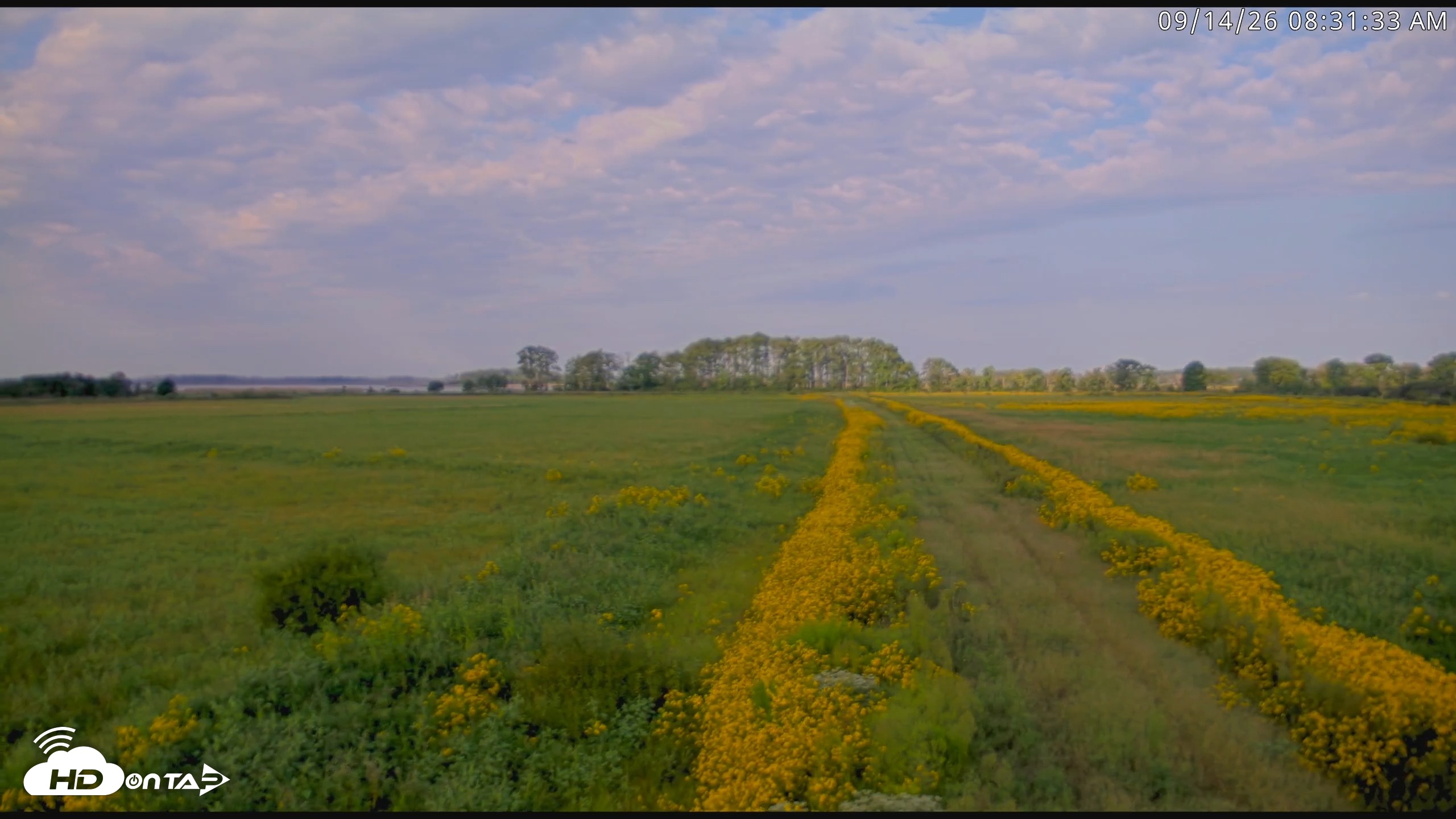 Snapshot of Blackwater Wildlife Refuge Waterfowl Live Webcam taken Sep 14, 2026, 8:32am EDT