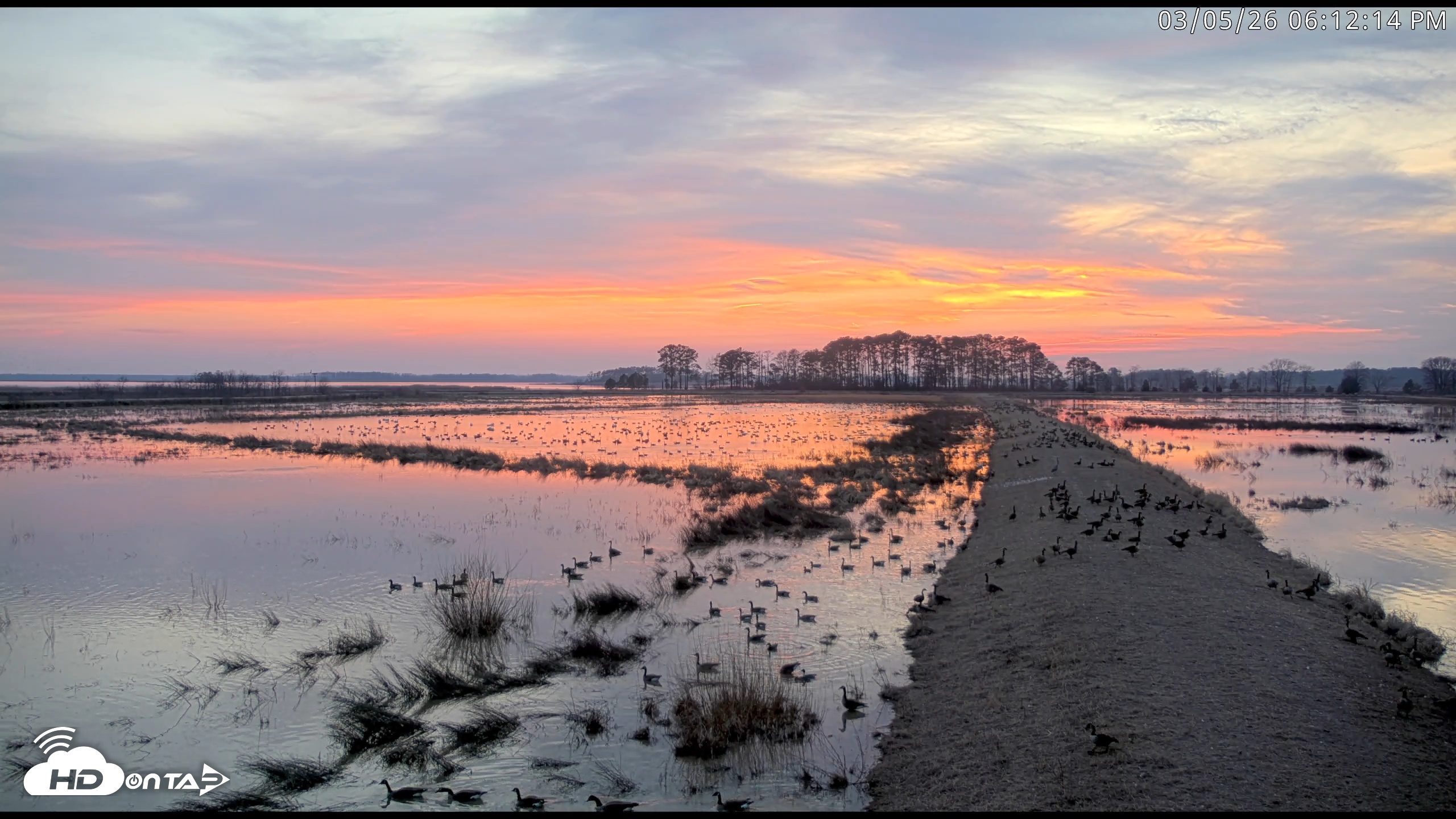 Snapshot of Blackwater Wildlife Refuge Waterfowl Live Webcam taken Mar 5, 2026, 6:13pm EST