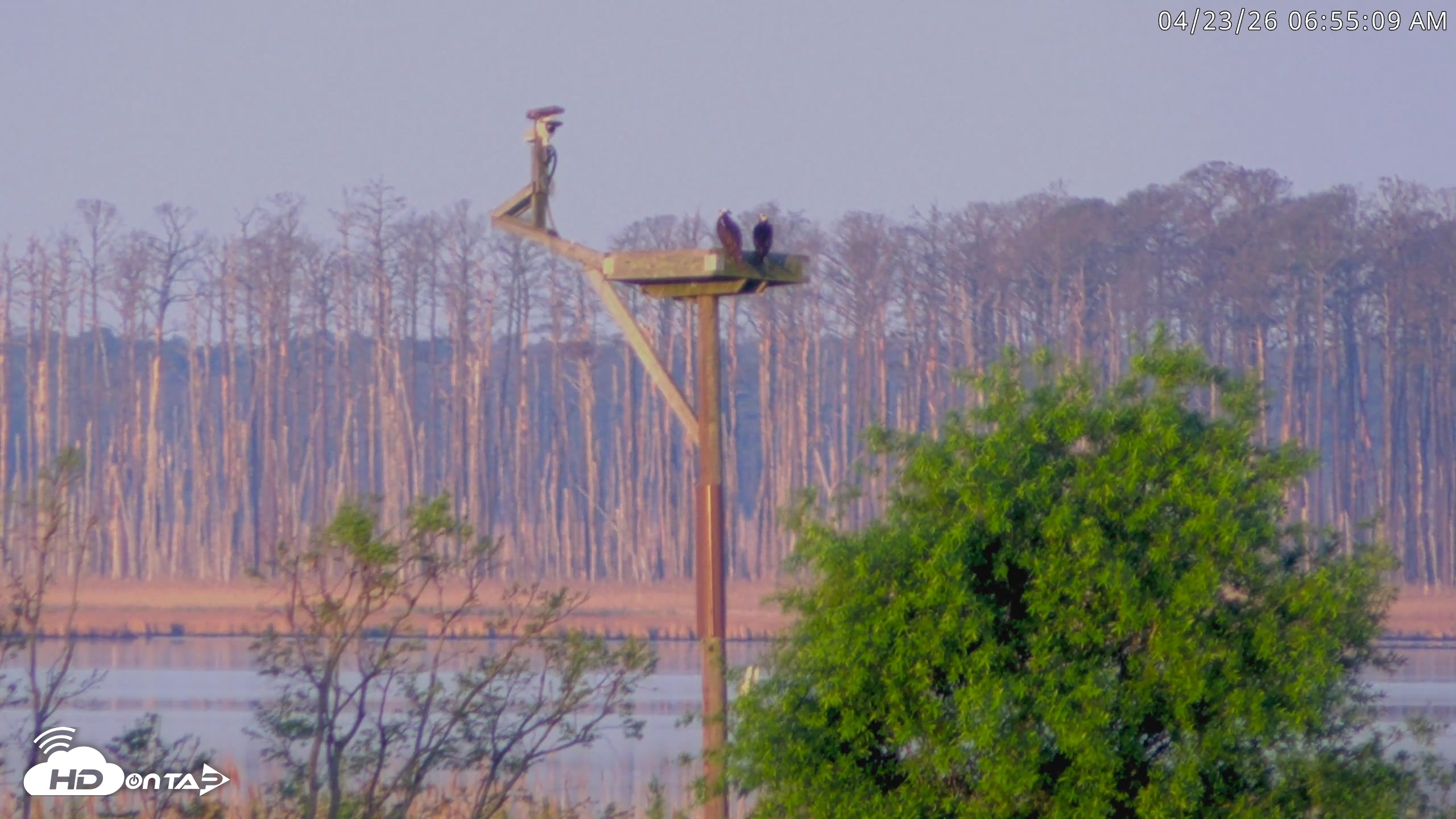 Snapshot of Blackwater Wildlife Refuge Waterfowl Live Webcam taken Apr 23, 2026, 6:55am EDT