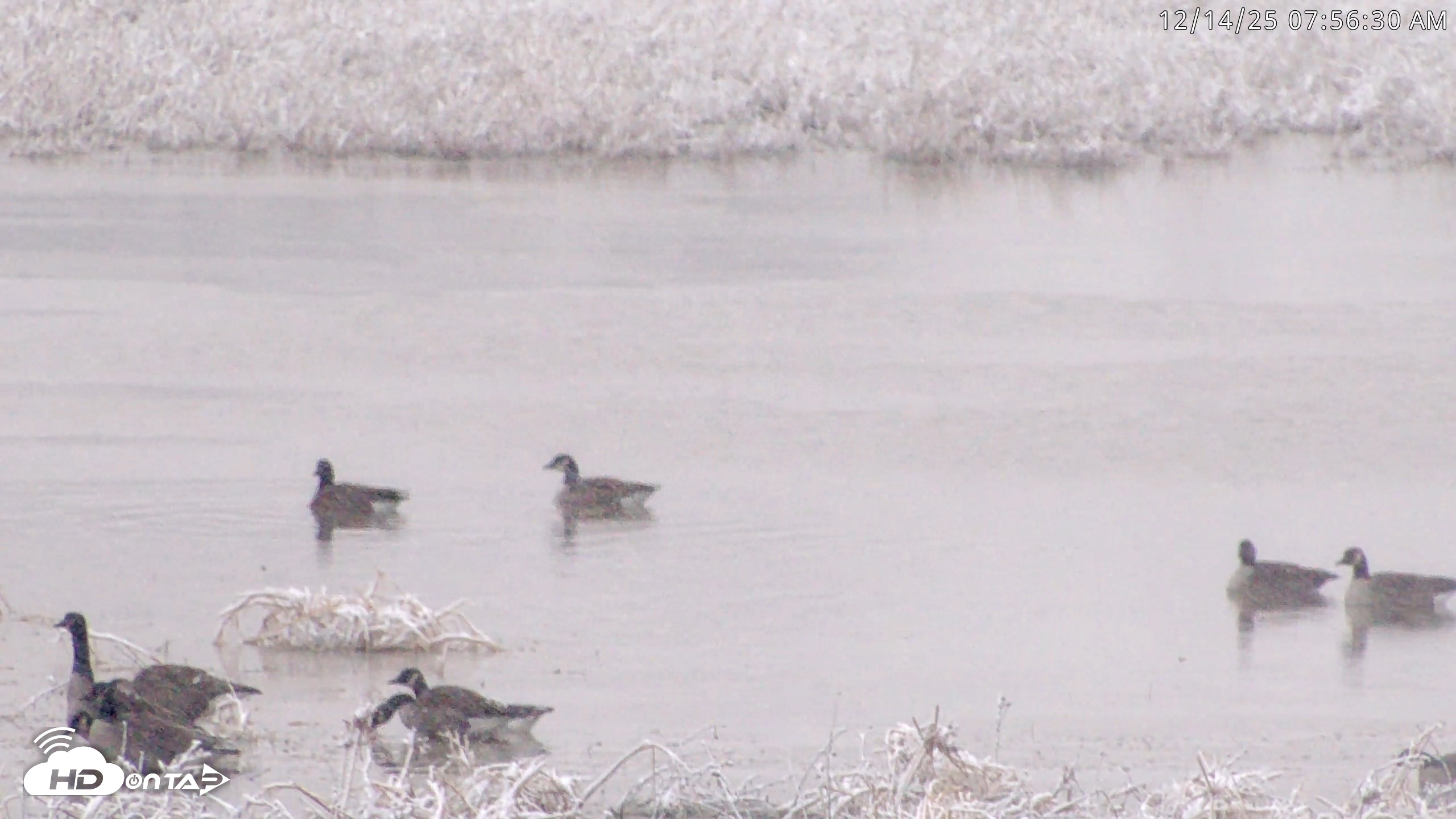 Snapshot of Blackwater Wildlife Refuge Waterfowl Live Webcam taken Dec 14, 2025, 7:54am EST