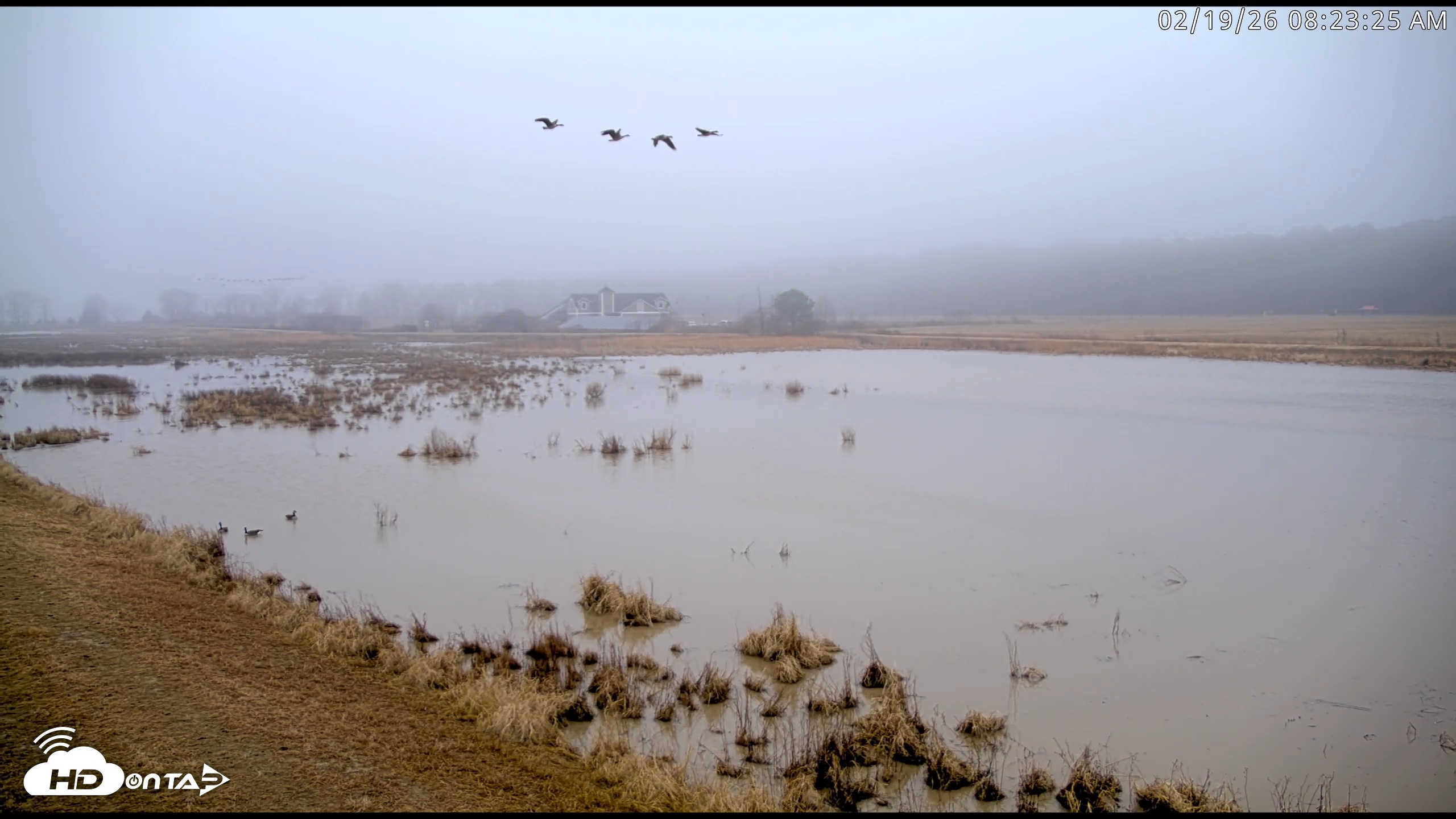 Snapshot of Blackwater Wildlife Refuge Waterfowl Live Webcam taken Feb 19, 2026, 8:24am EST