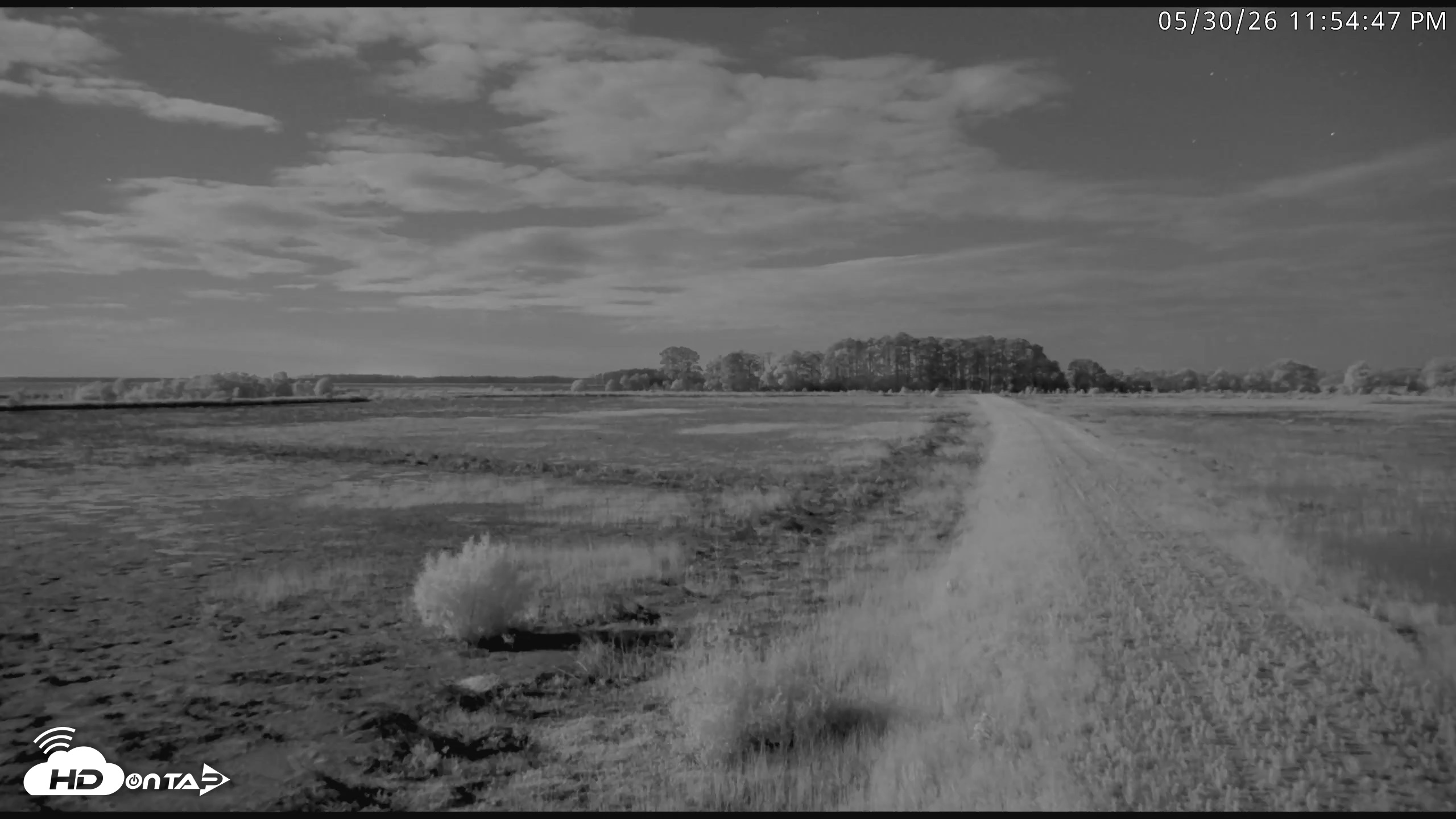 Snapshot of Blackwater Wildlife Refuge Waterfowl Live Webcam taken May 30, 2026, 11:55pm EDT