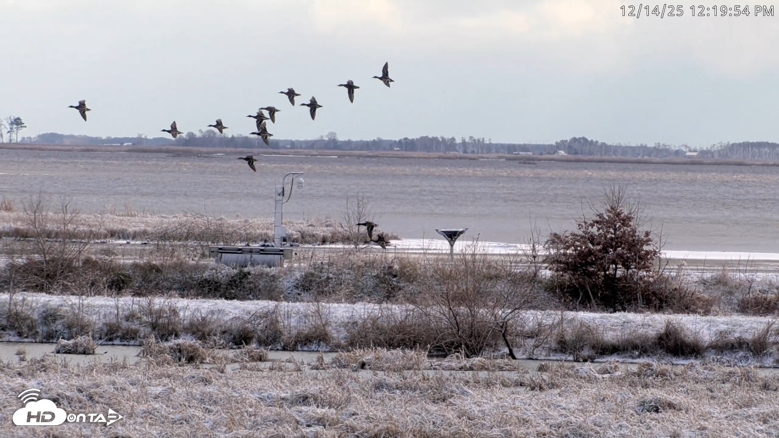 Snapshot of Blackwater Wildlife Refuge Waterfowl Live Webcam taken Dec 14, 2025, 12:18pm EST