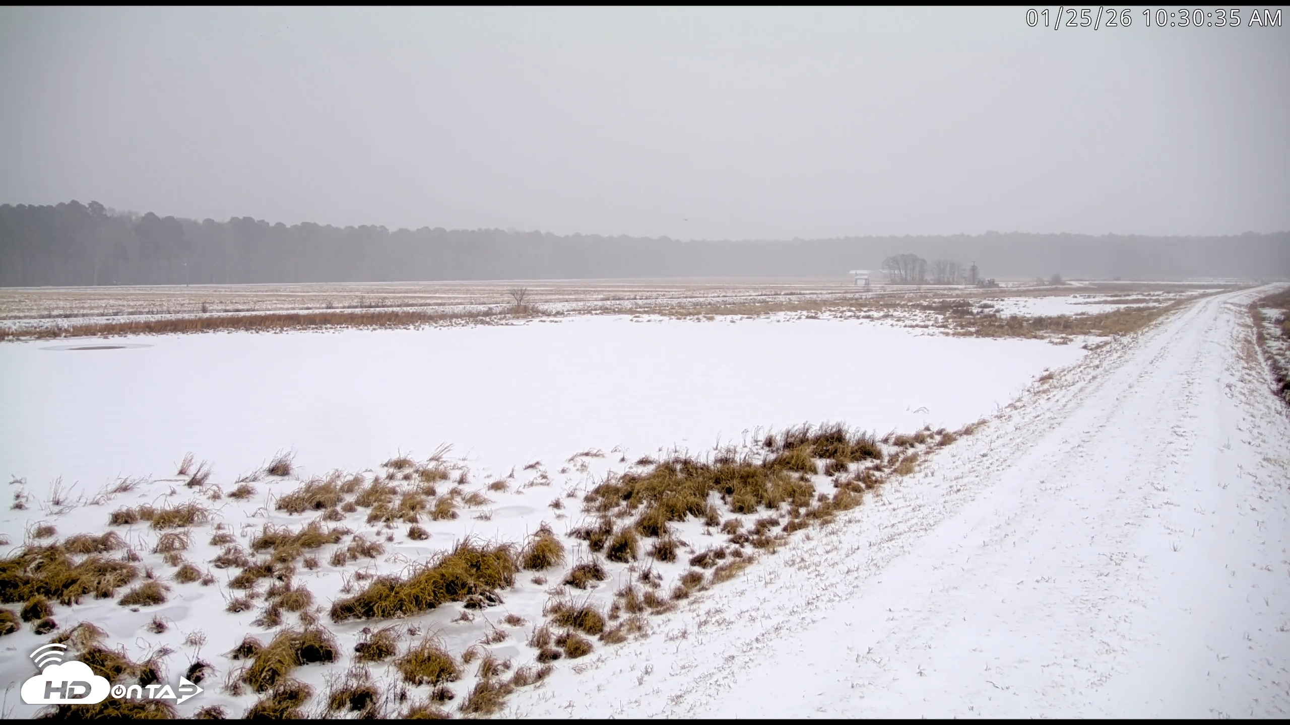 Snapshot of Blackwater Wildlife Refuge Waterfowl Live Webcam taken Jan 25, 2026, 10:31am EST
