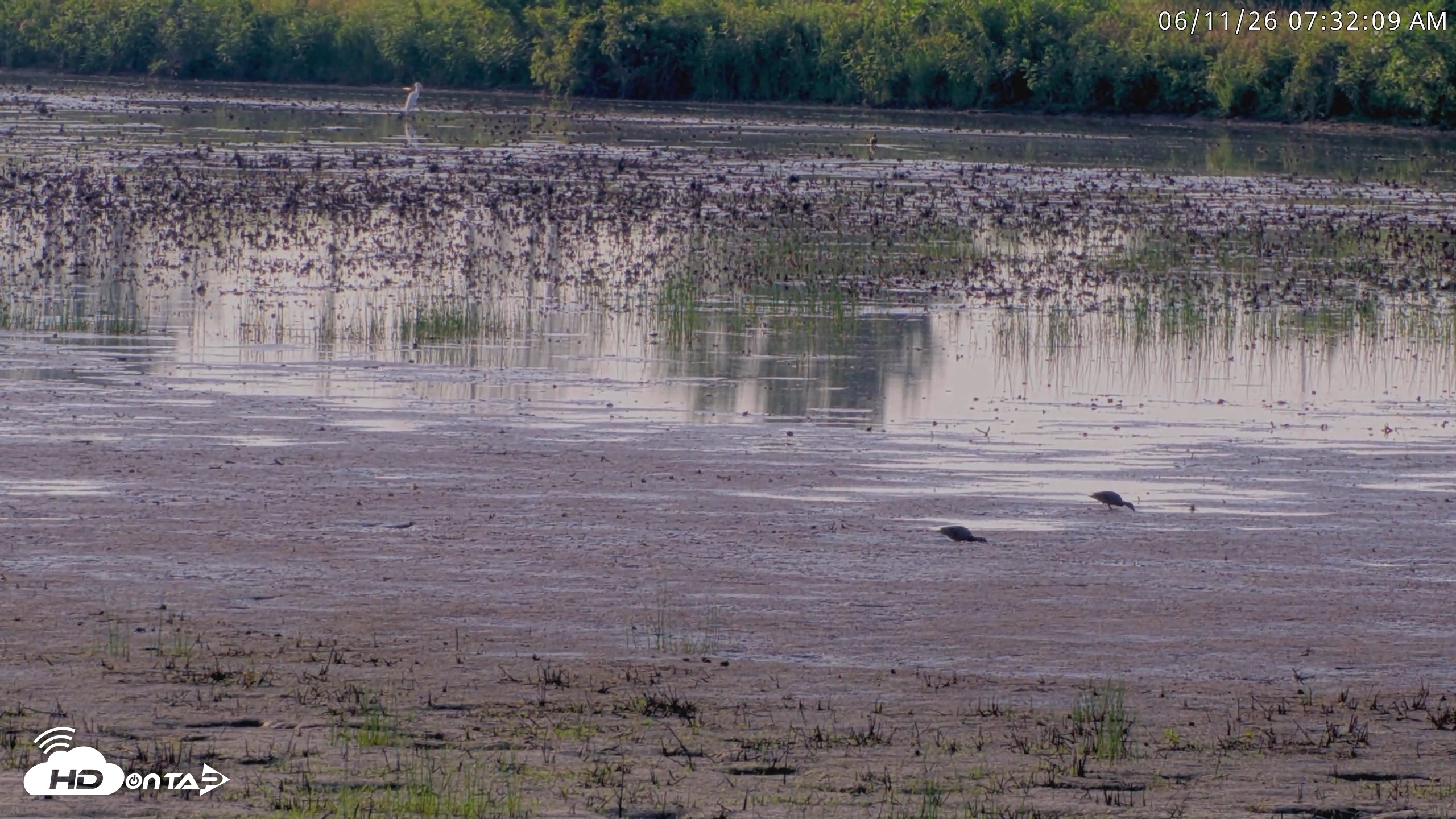 Snapshot of Blackwater Wildlife Refuge Waterfowl Live Webcam taken Jun 11, 2026, 7:32am EDT