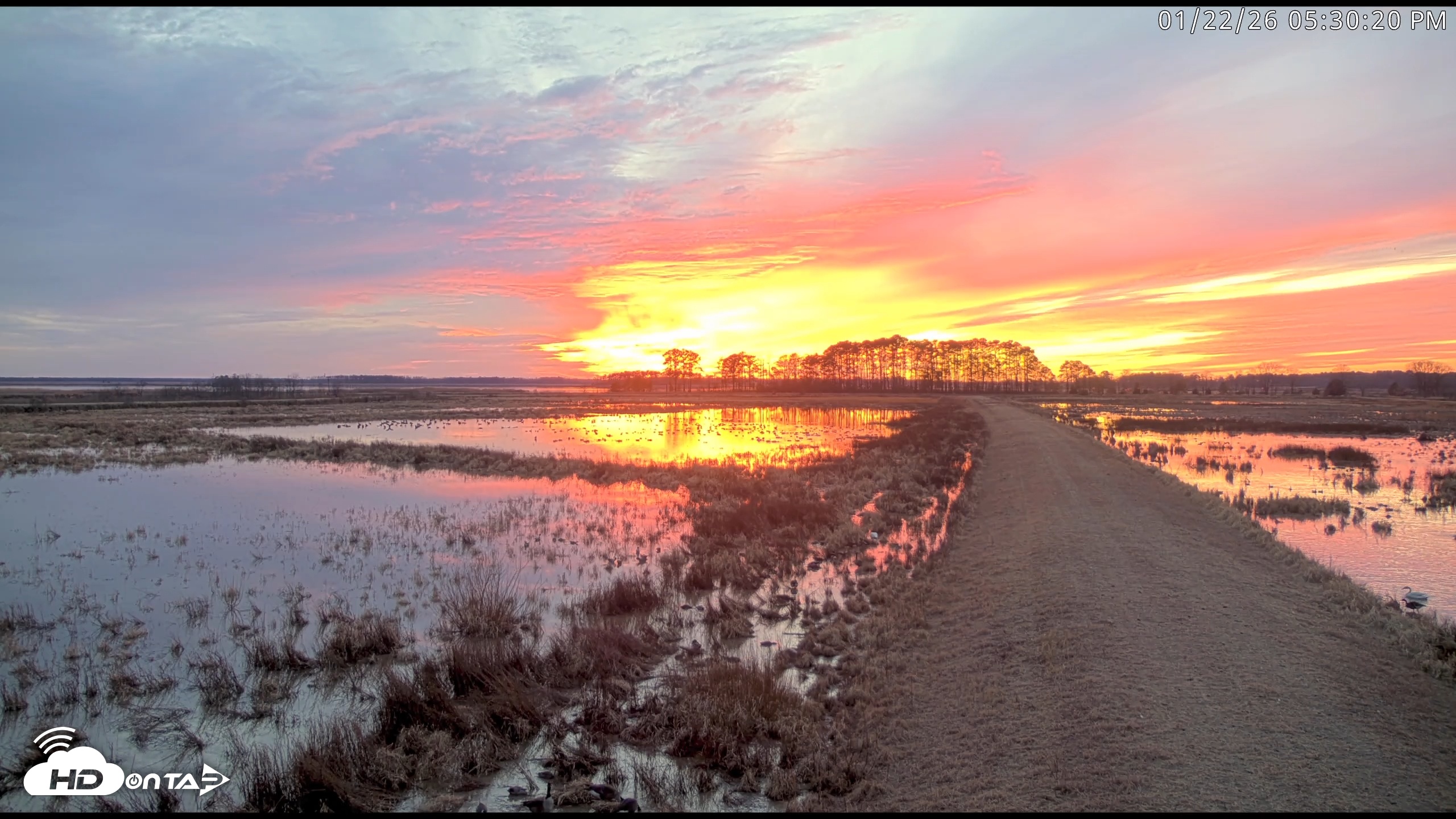 Snapshot of Blackwater Wildlife Refuge Waterfowl Live Webcam taken Jan 22, 2026, 5:31pm EST