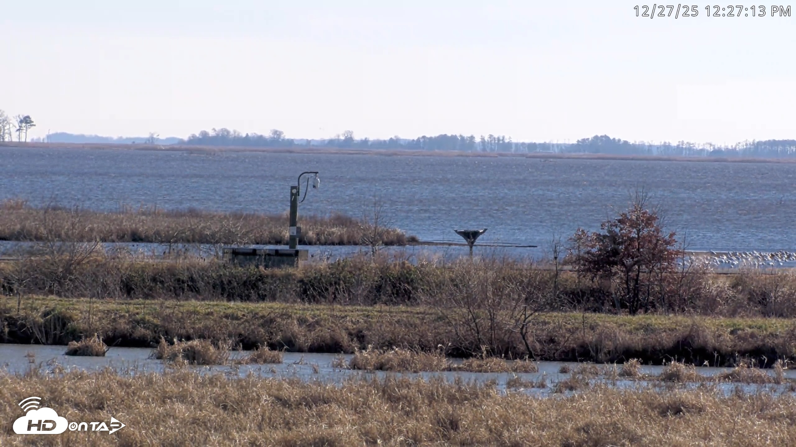 Snapshot of Blackwater Wildlife Refuge Waterfowl Live Webcam taken Dec 27, 2025, 12:24pm EST