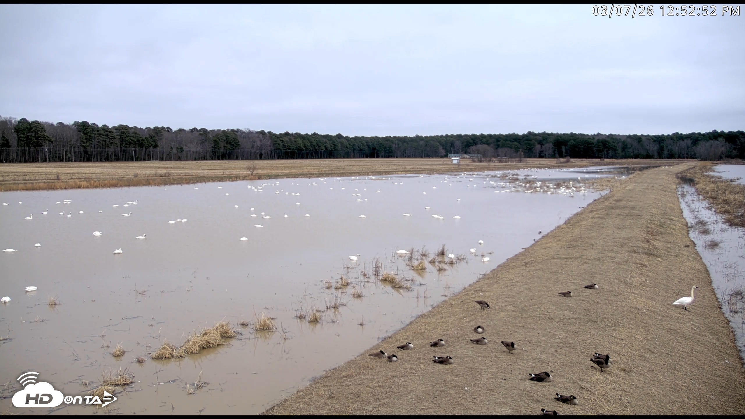 Snapshot of Blackwater Wildlife Refuge Waterfowl Live Webcam taken Mar 7, 2026, 12:53pm EST