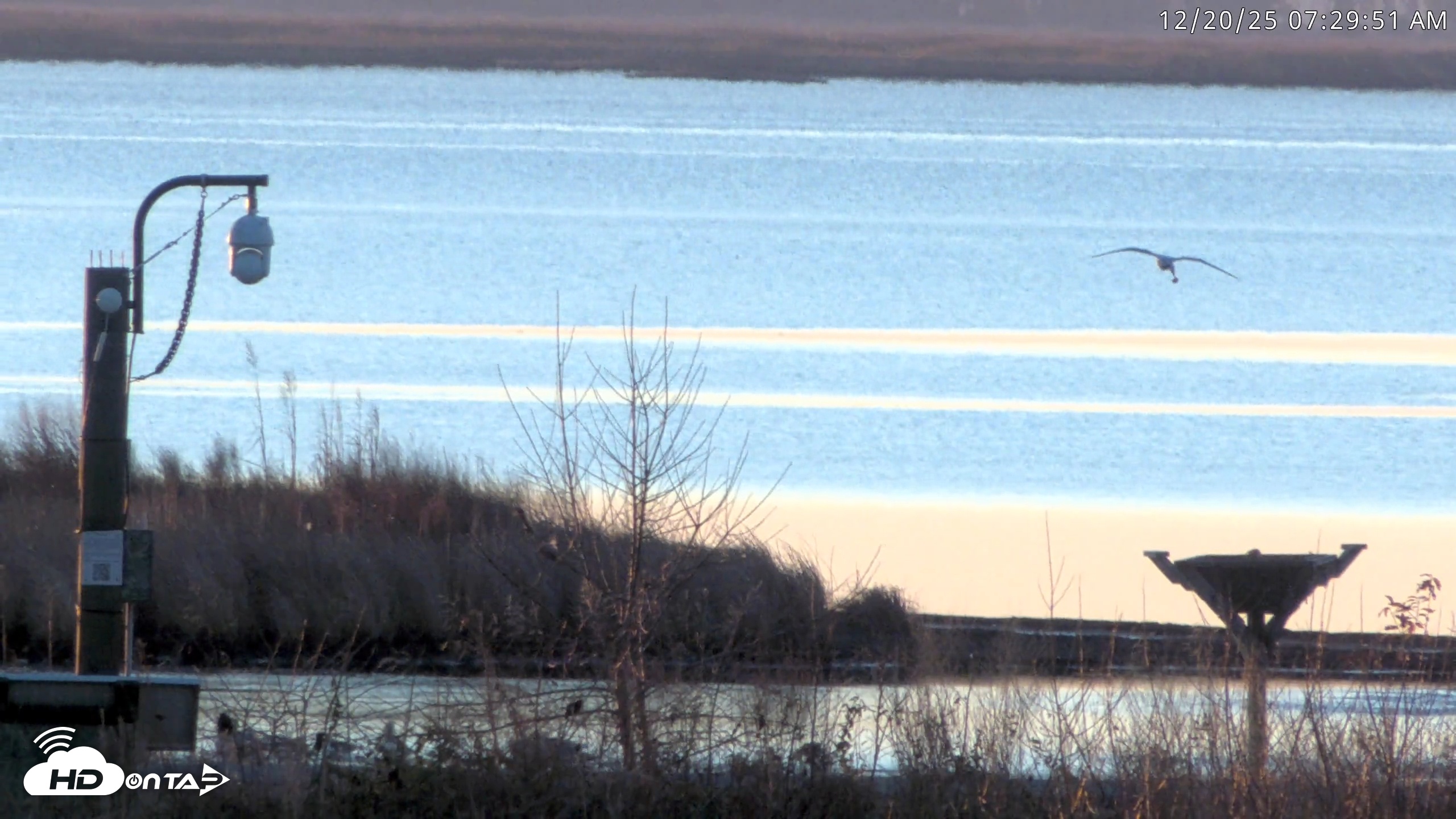 Snapshot of Blackwater Wildlife Refuge Waterfowl Live Webcam taken Dec 20, 2025, 7:27am EST