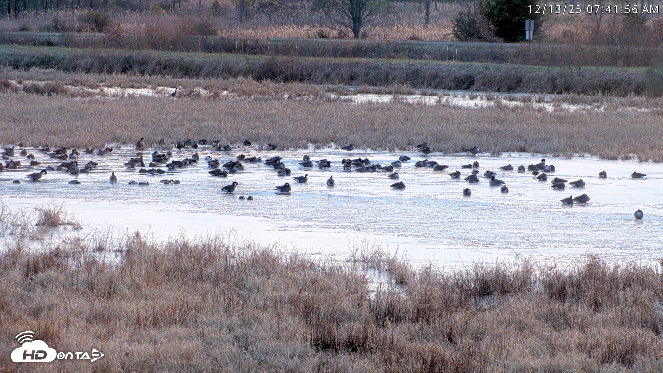 Snapshot of Blackwater Wildlife Refuge Waterfowl Live Webcam taken Dec 13, 2025, 7:40am EST