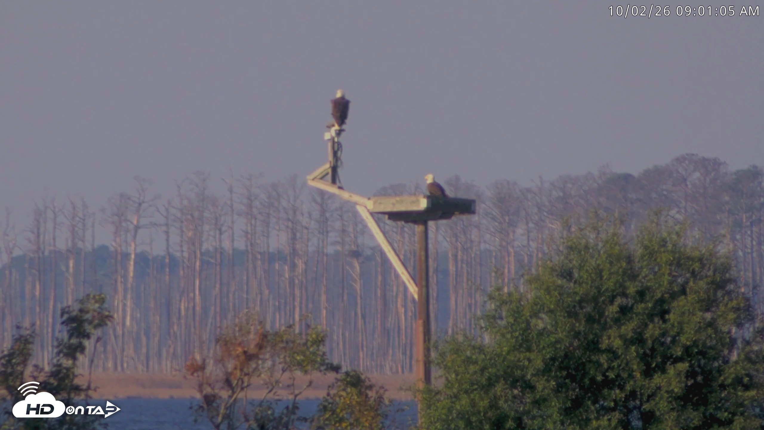 Snapshot of Blackwater Wildlife Refuge Waterfowl Live Webcam taken Oct 2, 2026, 9:01am EDT