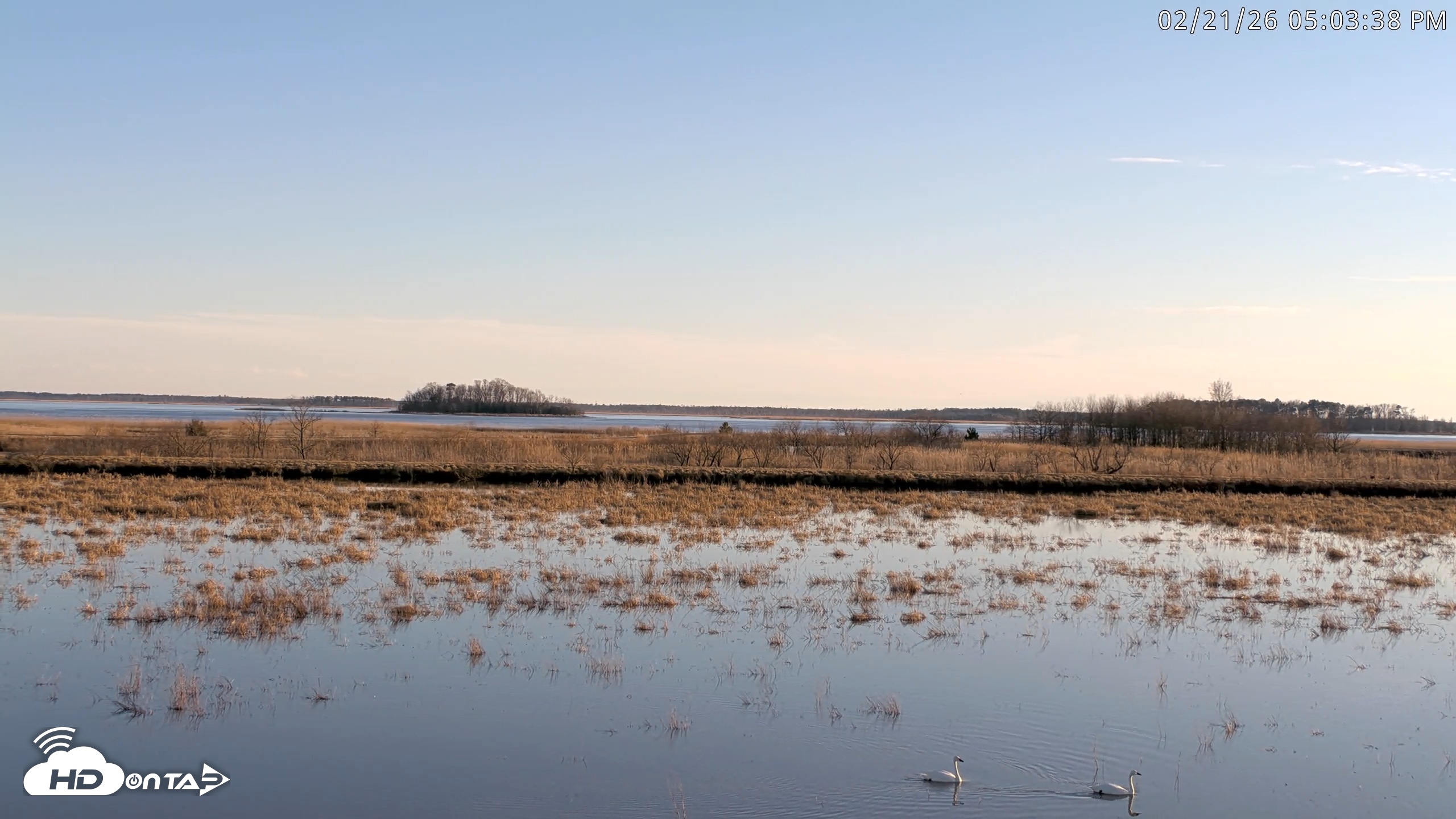 Snapshot of Blackwater Wildlife Refuge Waterfowl Live Webcam taken Feb 21, 2026, 5:04pm EST