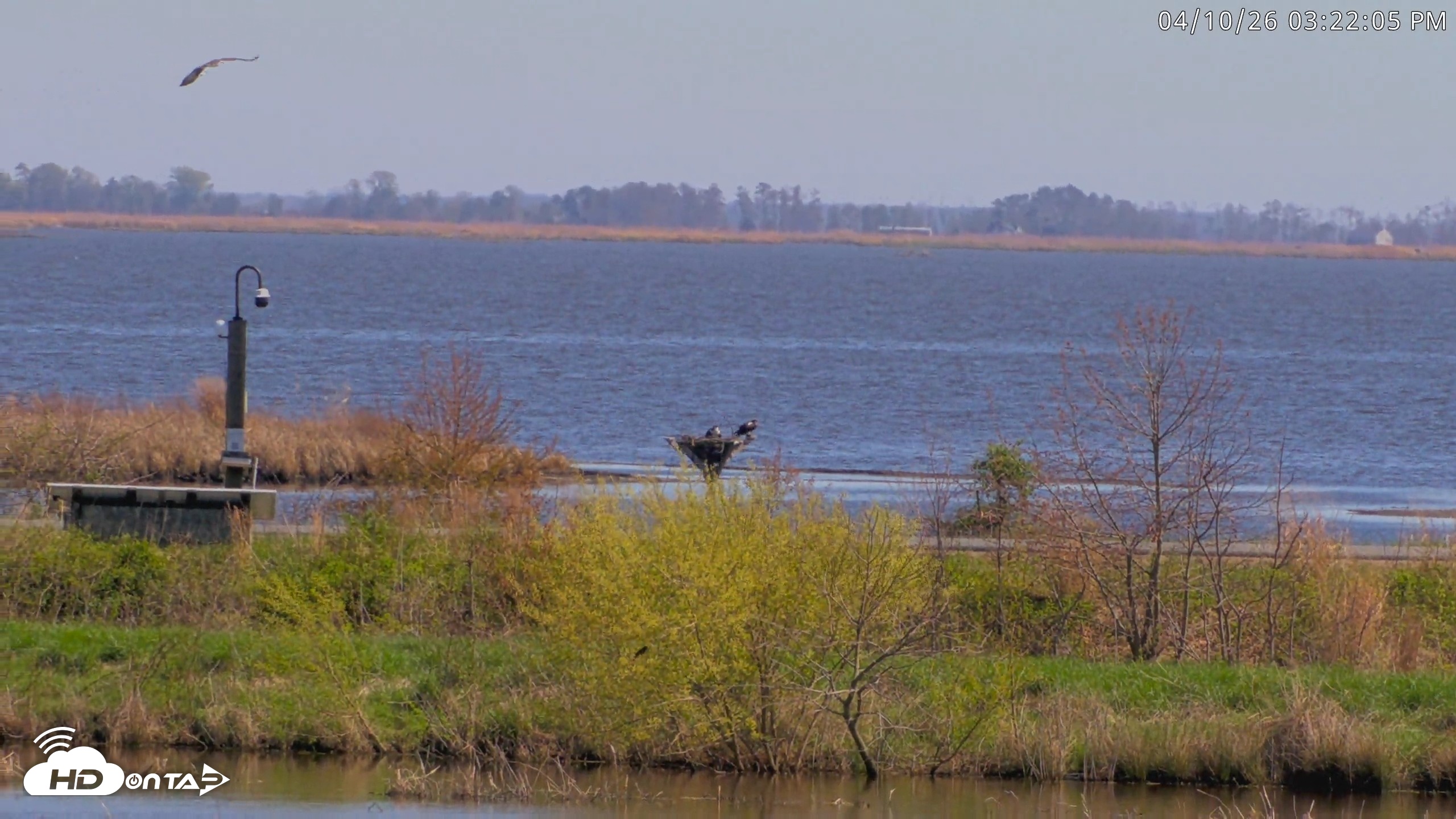 Snapshot of Blackwater Wildlife Refuge Waterfowl Live Webcam taken Apr 10, 2026, 3:22pm EDT