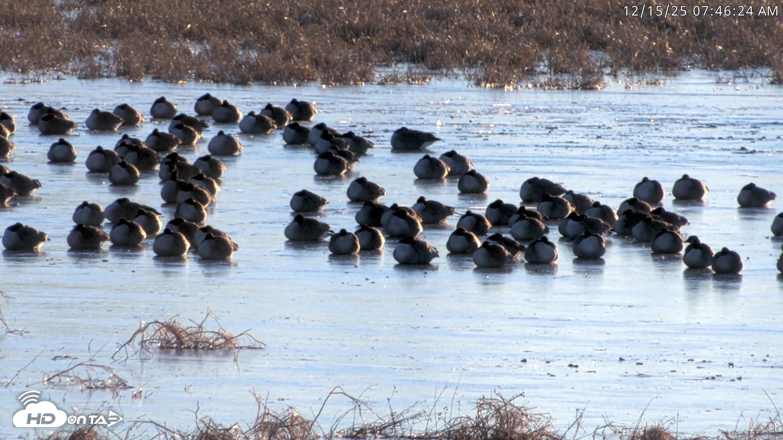 Snapshot of Blackwater Wildlife Refuge Waterfowl Live Webcam taken Dec 15, 2025, 7:44am EST