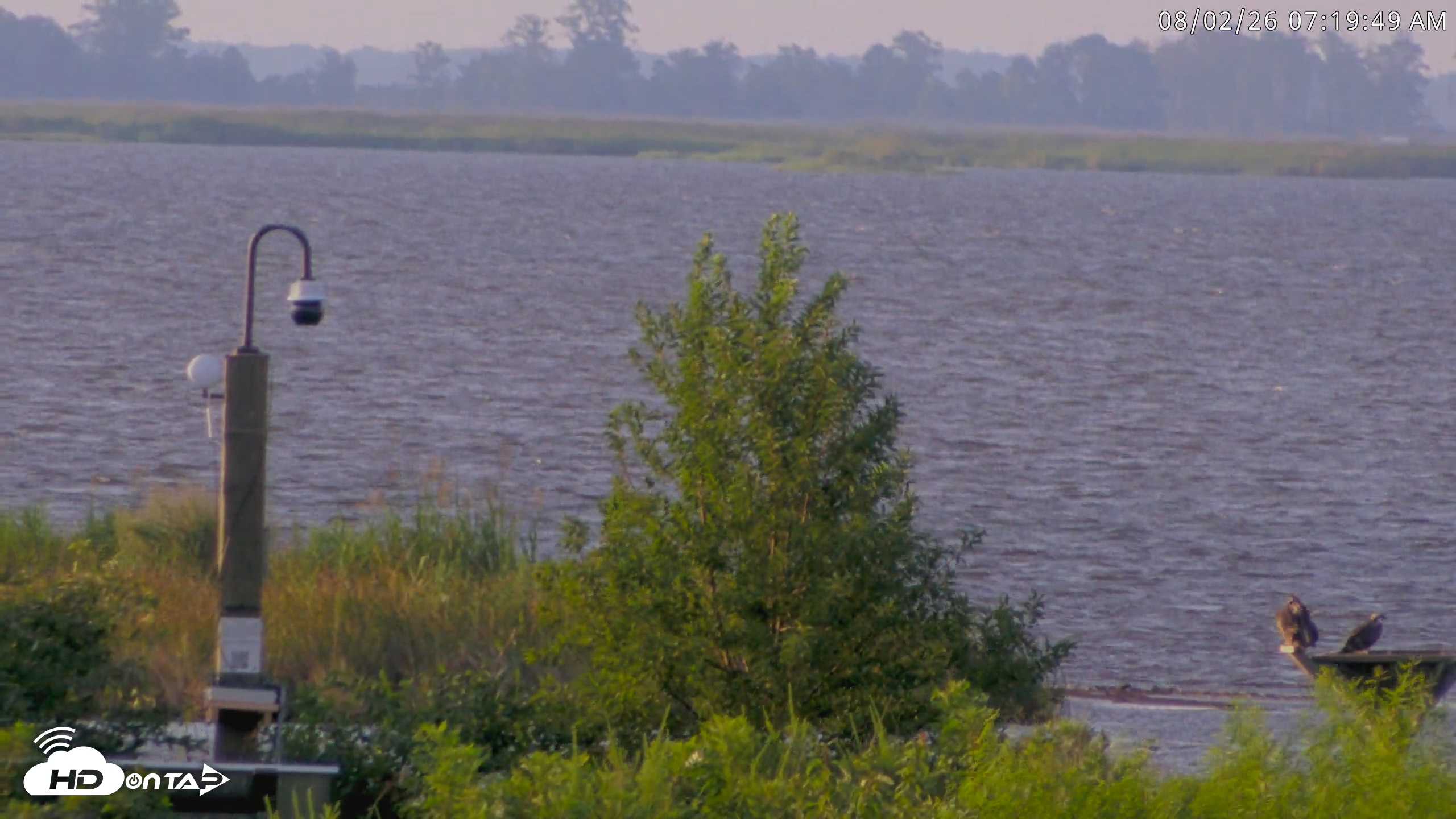 Snapshot of Blackwater Wildlife Refuge Waterfowl Live Webcam taken Aug 2, 2026, 7:20am EDT