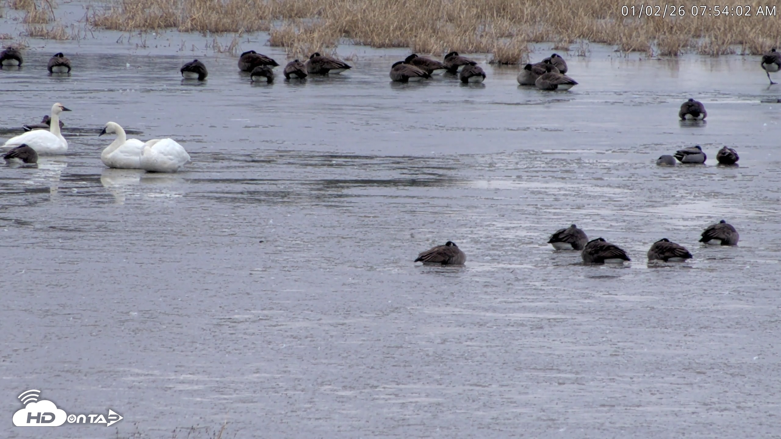 Snapshot of Blackwater Wildlife Refuge Waterfowl Live Webcam taken Jan 2, 2026, 7:51am EST