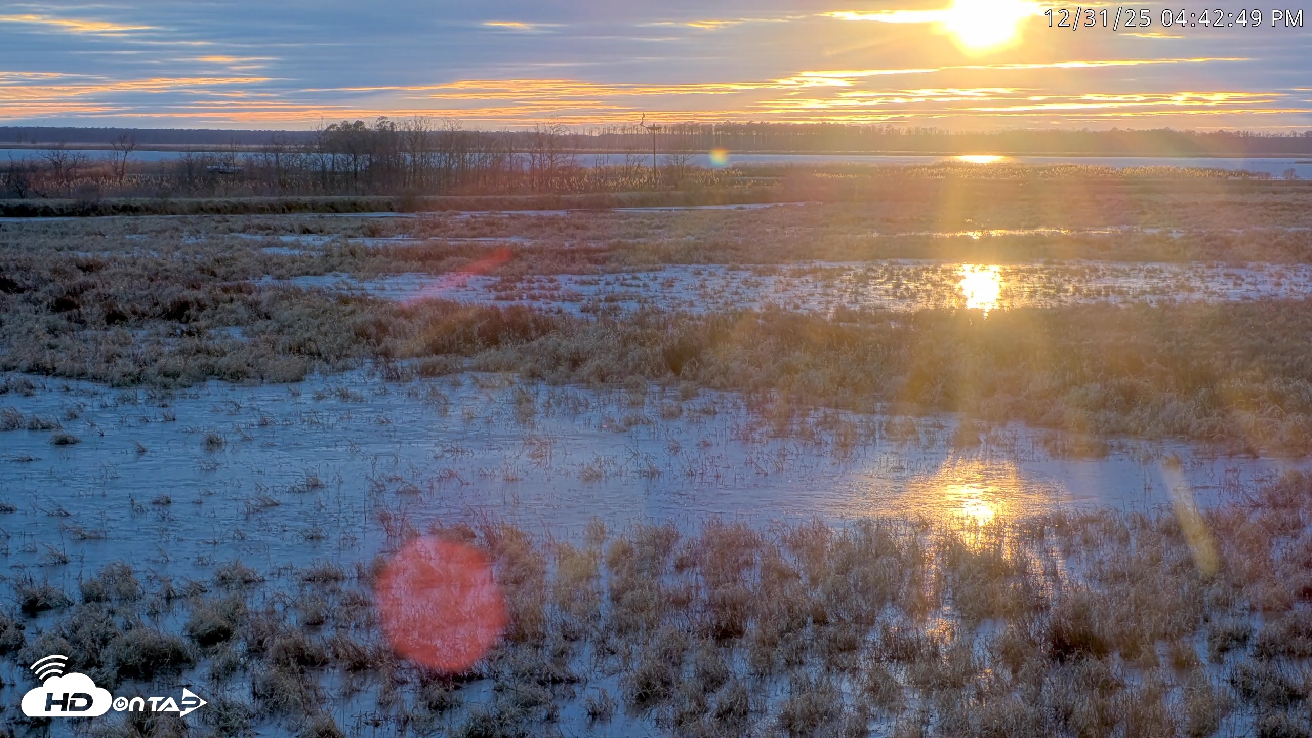 Snapshot of Blackwater Wildlife Refuge Waterfowl Live Webcam taken Dec 31, 2025, 4:41pm EST