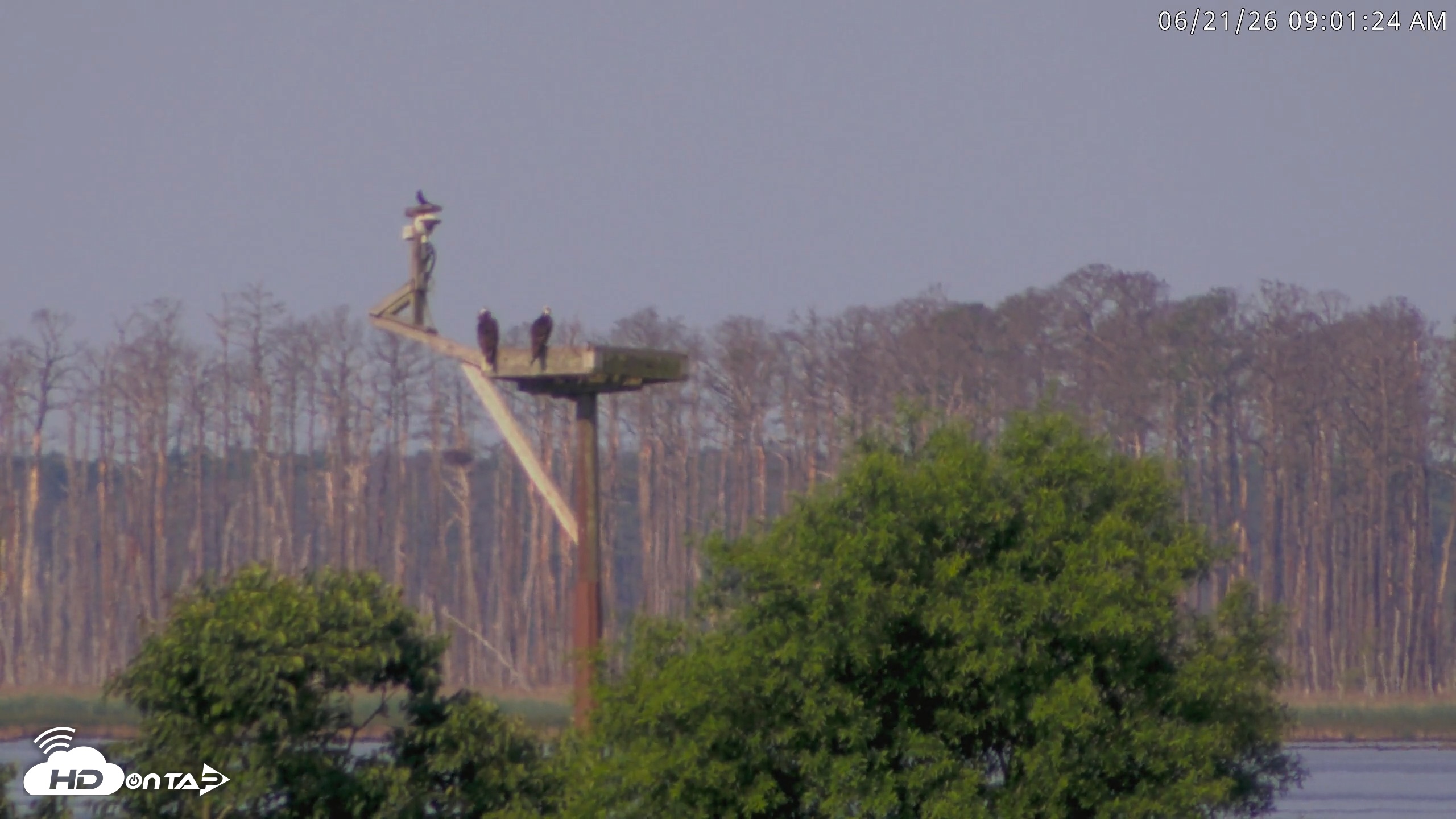 Snapshot of Blackwater Wildlife Refuge Waterfowl Live Webcam taken Jun 21, 2026, 9:02am EDT