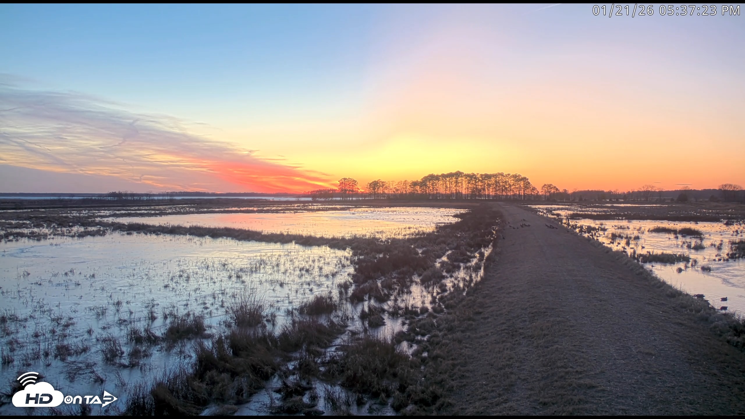 Snapshot of Blackwater Wildlife Refuge Waterfowl Live Webcam taken Jan 21, 2026, 5:39pm EST