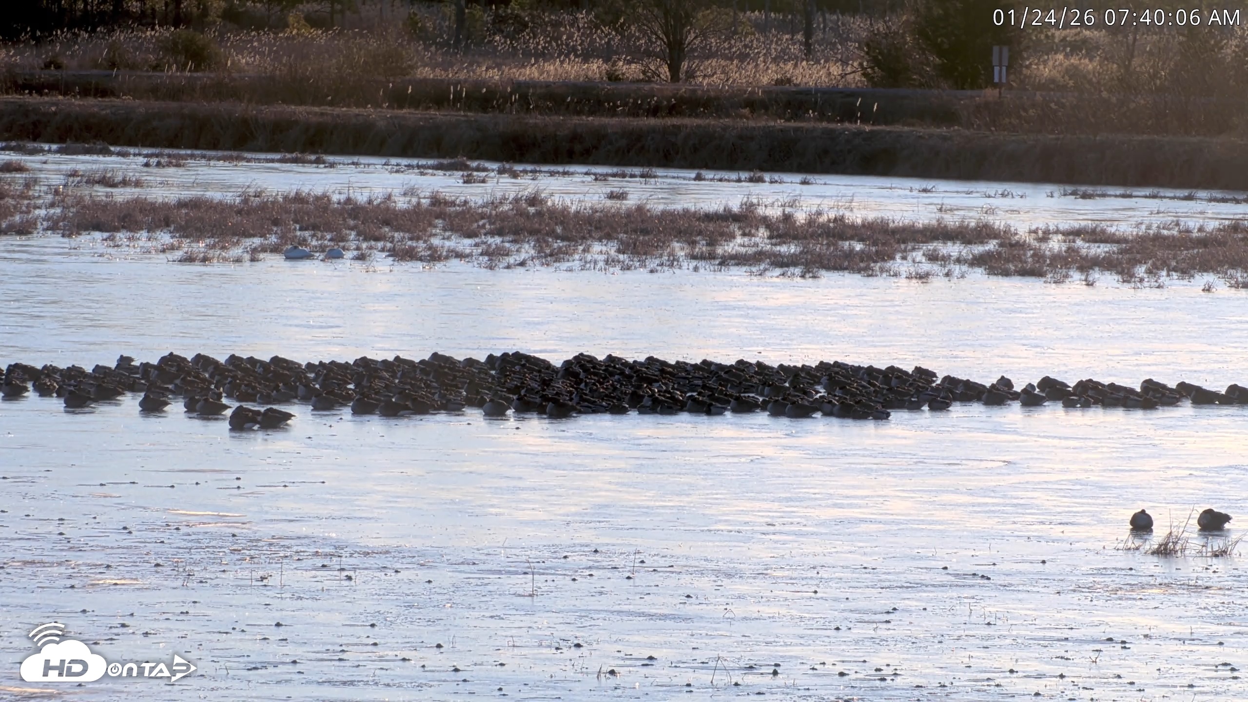 Snapshot of Blackwater Wildlife Refuge Waterfowl Live Webcam taken Jan 24, 2026, 7:40am EST