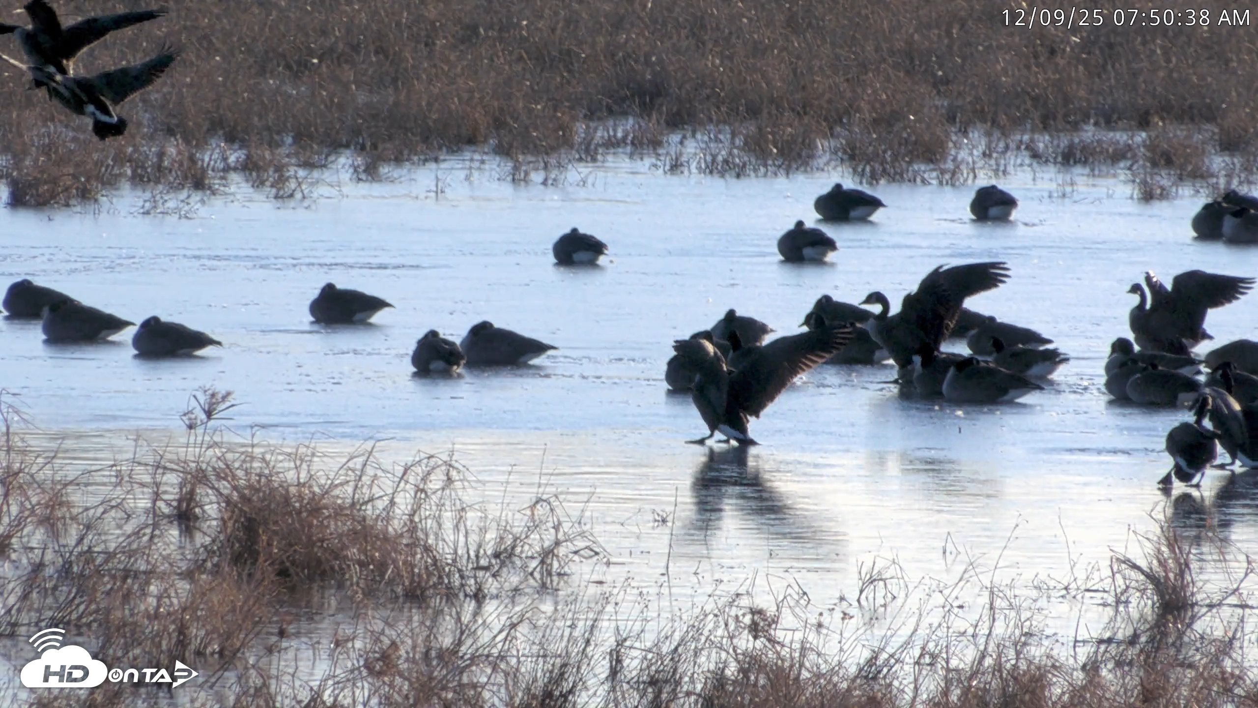Snapshot of Blackwater Wildlife Refuge Waterfowl Live Webcam taken Dec 9, 2025, 7:49am EST