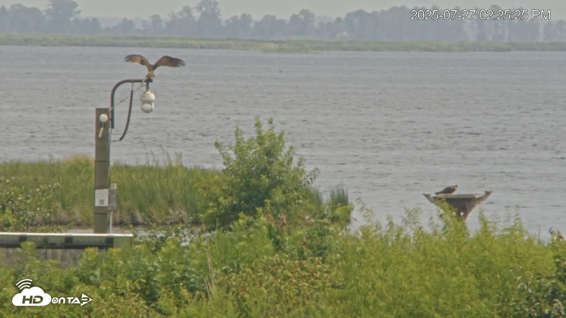 Snapshot of Blackwater Wildlife Refuge Waterfowl Live Webcam taken Jul 27, 2025, 2:26pm EDT