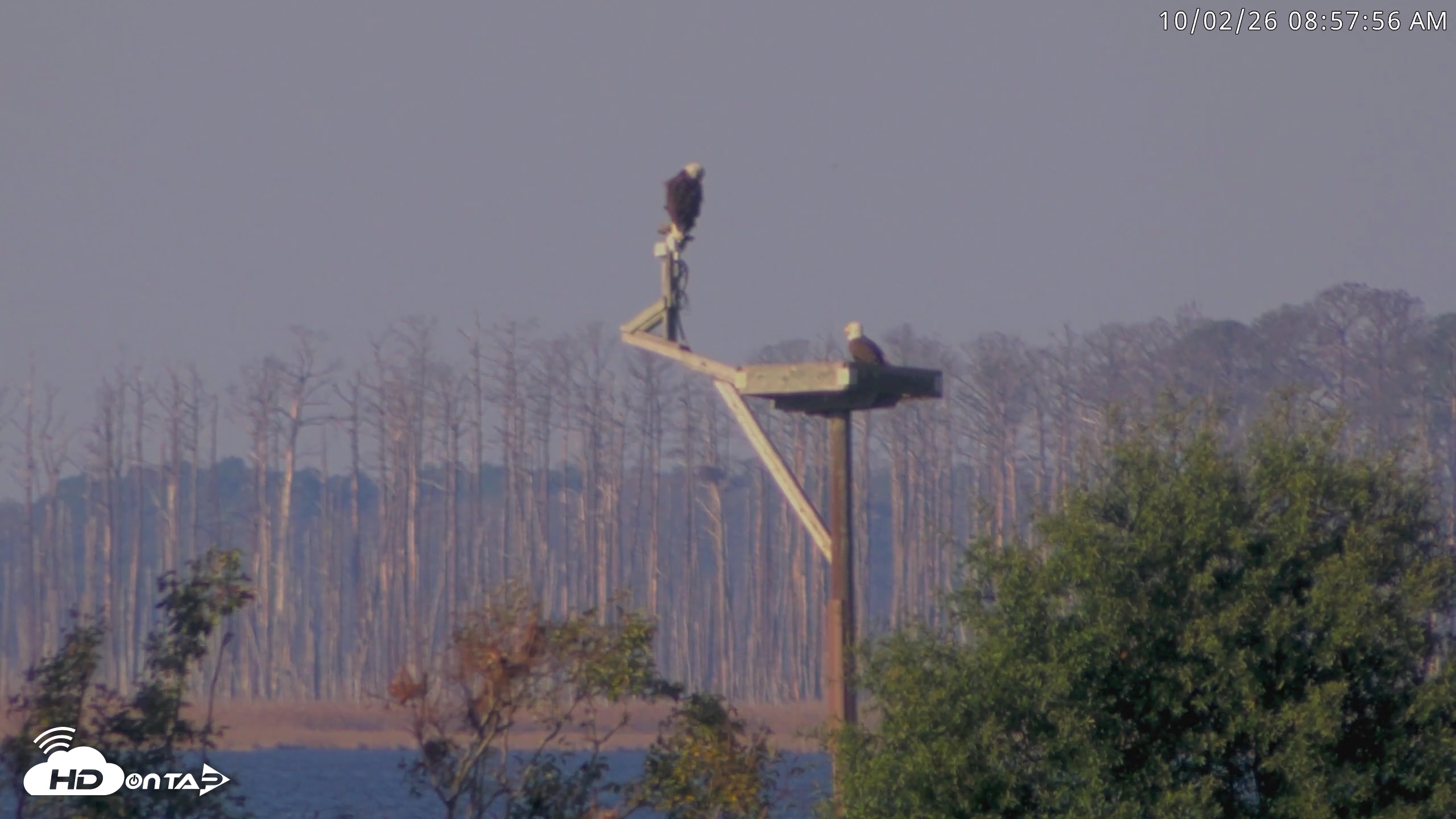Snapshot of Blackwater Wildlife Refuge Waterfowl Live Webcam taken Oct 2, 2026, 8:58am EDT