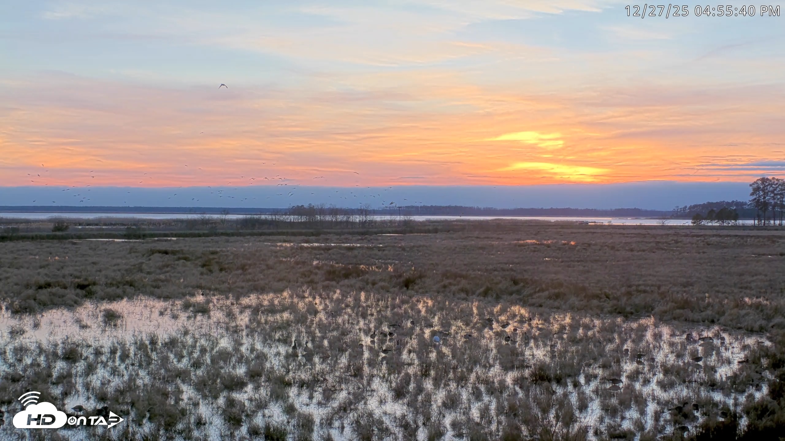 Snapshot of Blackwater Wildlife Refuge Waterfowl Live Webcam taken Dec 27, 2025, 4:52pm EST