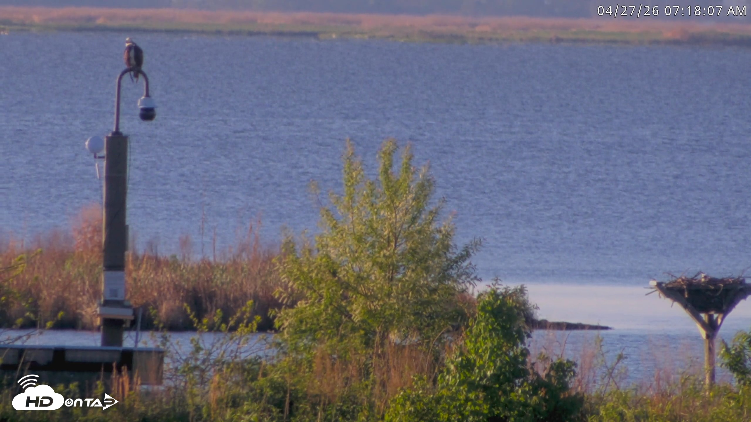 Snapshot of Blackwater Wildlife Refuge Waterfowl Live Webcam taken Apr 27, 2026, 7:18am EDT