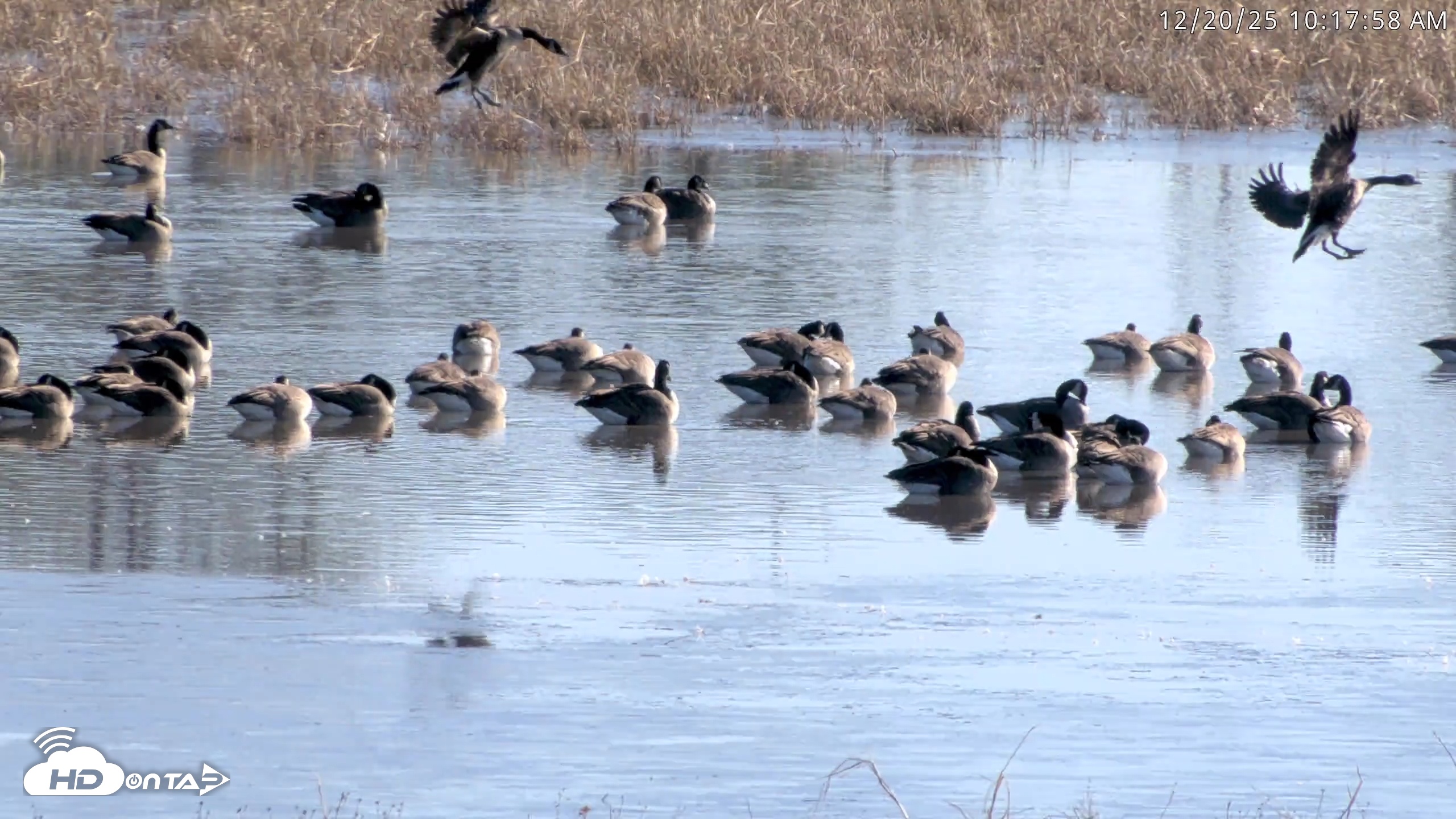 Snapshot of Blackwater Wildlife Refuge Waterfowl Live Webcam taken Dec 20, 2025, 10:16am EST