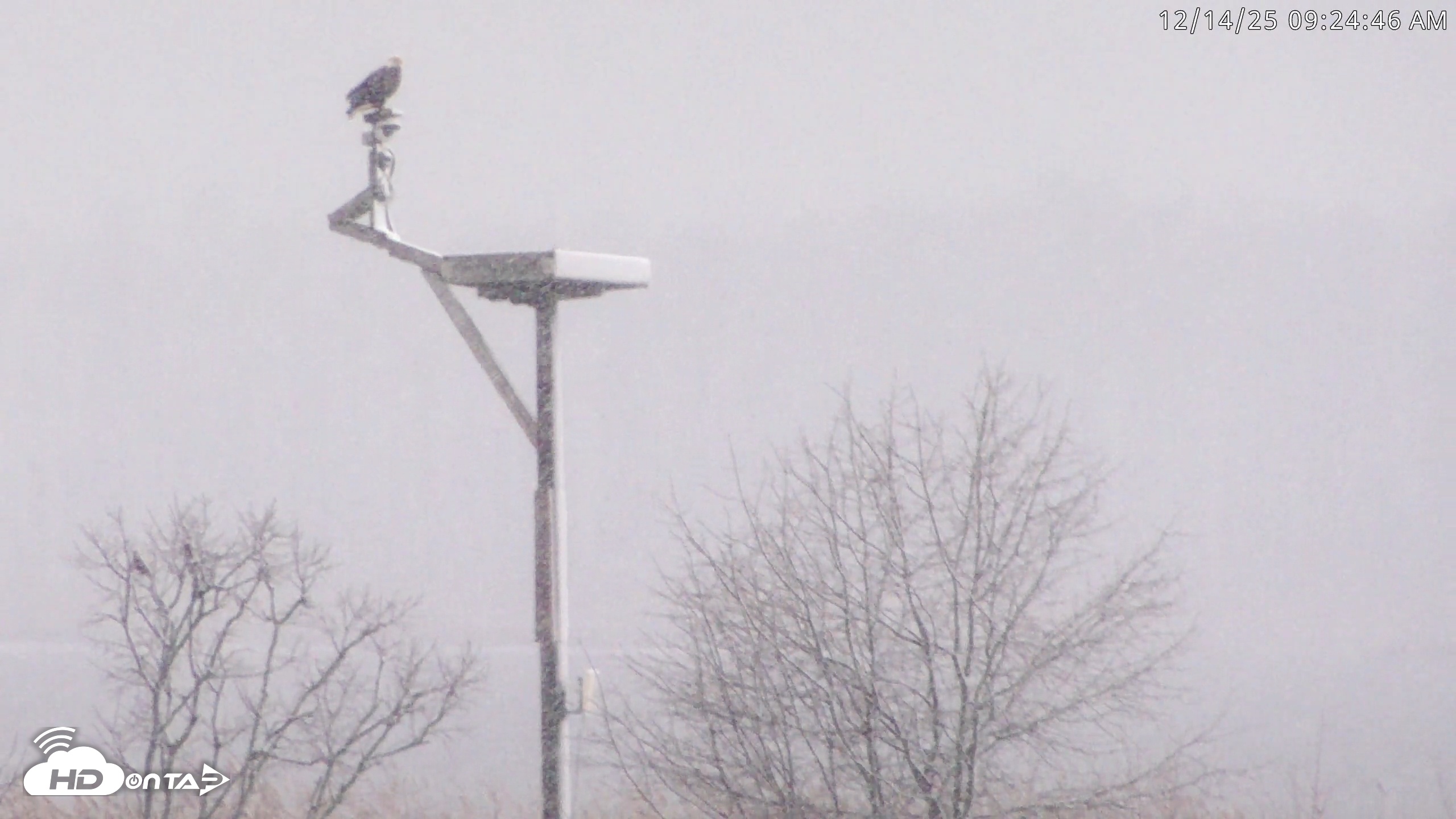 Snapshot of Blackwater Wildlife Refuge Waterfowl Live Webcam taken Dec 14, 2025, 9:23am EST