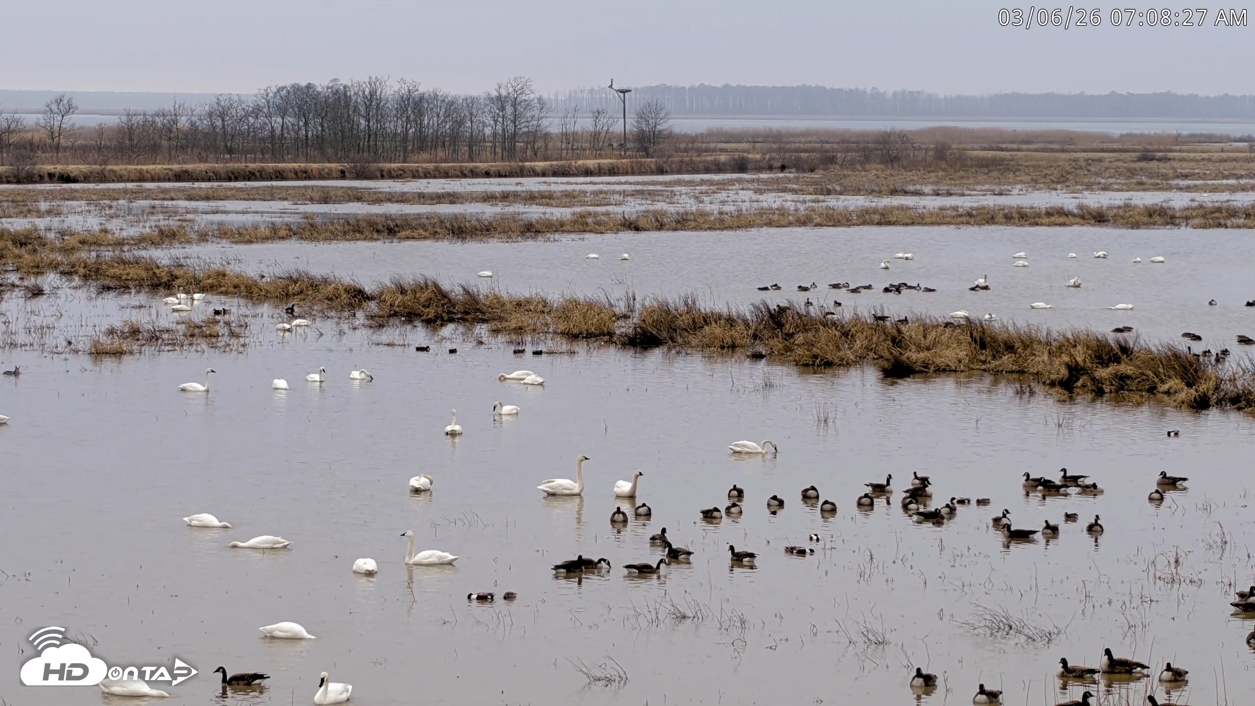 Snapshot of Blackwater Wildlife Refuge Waterfowl Live Webcam taken Mar 6, 2026, 7:09am EST
