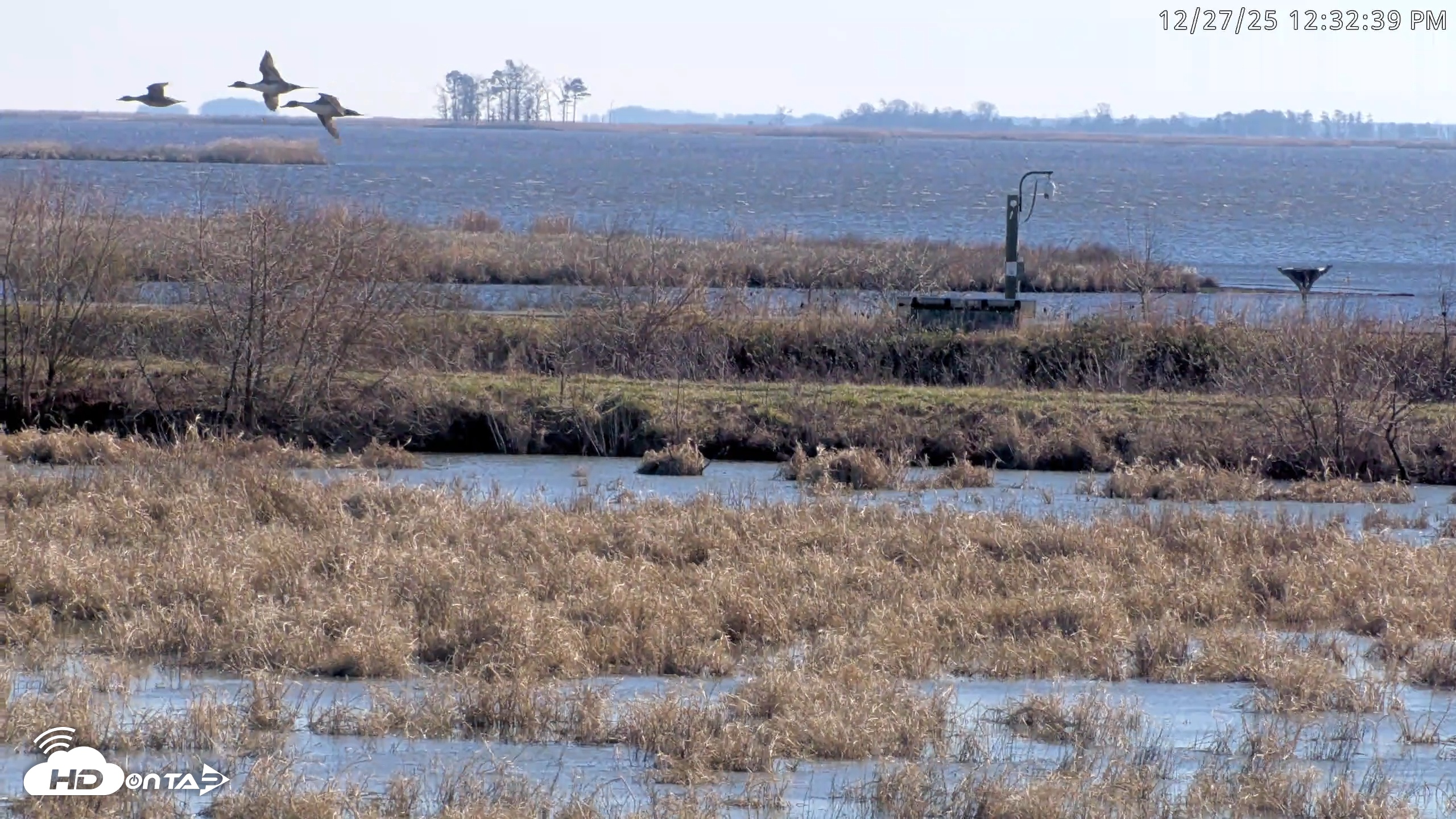 Snapshot of Blackwater Wildlife Refuge Waterfowl Live Webcam taken Dec 27, 2025, 12:29pm EST