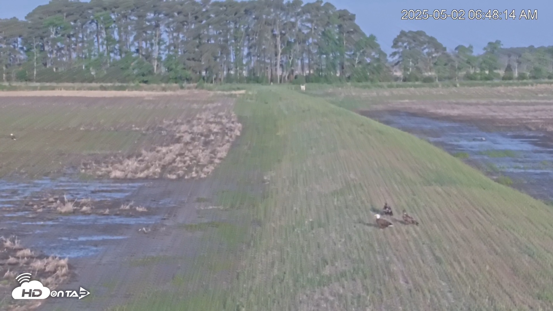Snapshot of Blackwater Wildlife Refuge Waterfowl Live Webcam taken May 2, 2025, 6:48am EDT