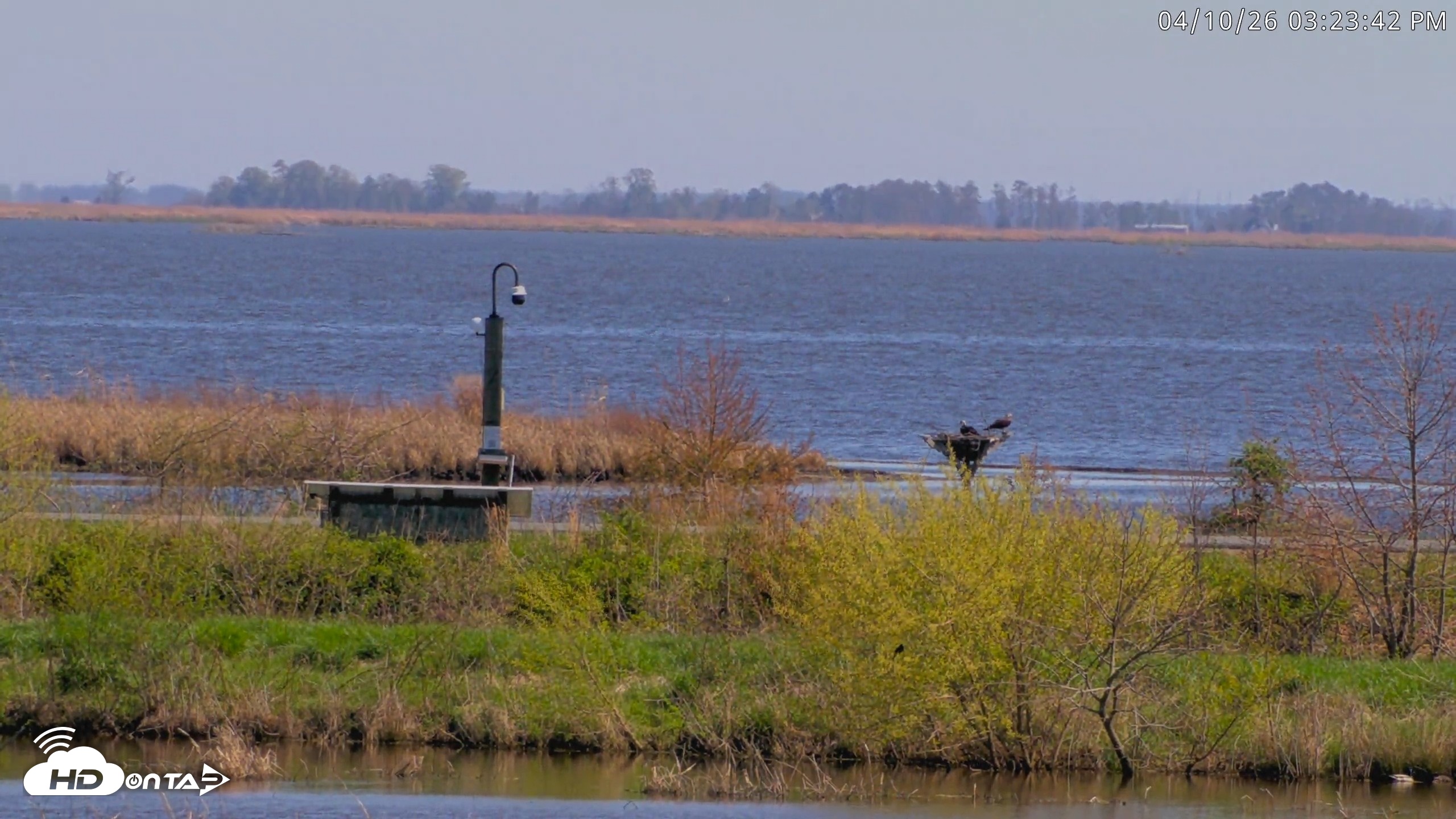 Snapshot of Blackwater Wildlife Refuge Waterfowl Live Webcam taken Apr 10, 2026, 3:24pm EDT