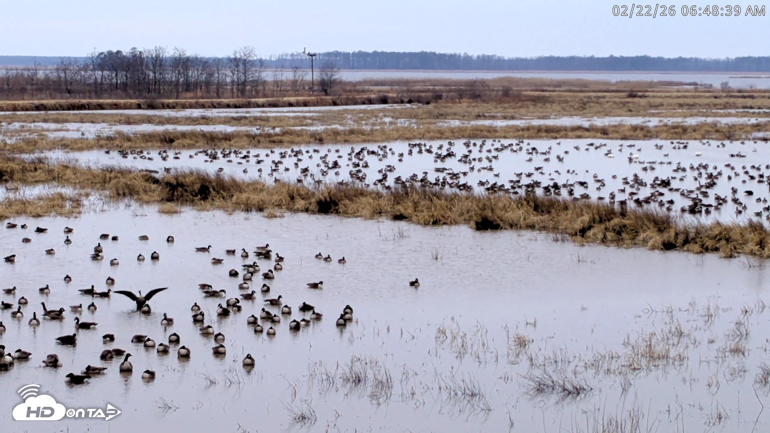 Snapshot of Blackwater Wildlife Refuge Waterfowl Live Webcam taken Feb 22, 2026, 6:49am EST